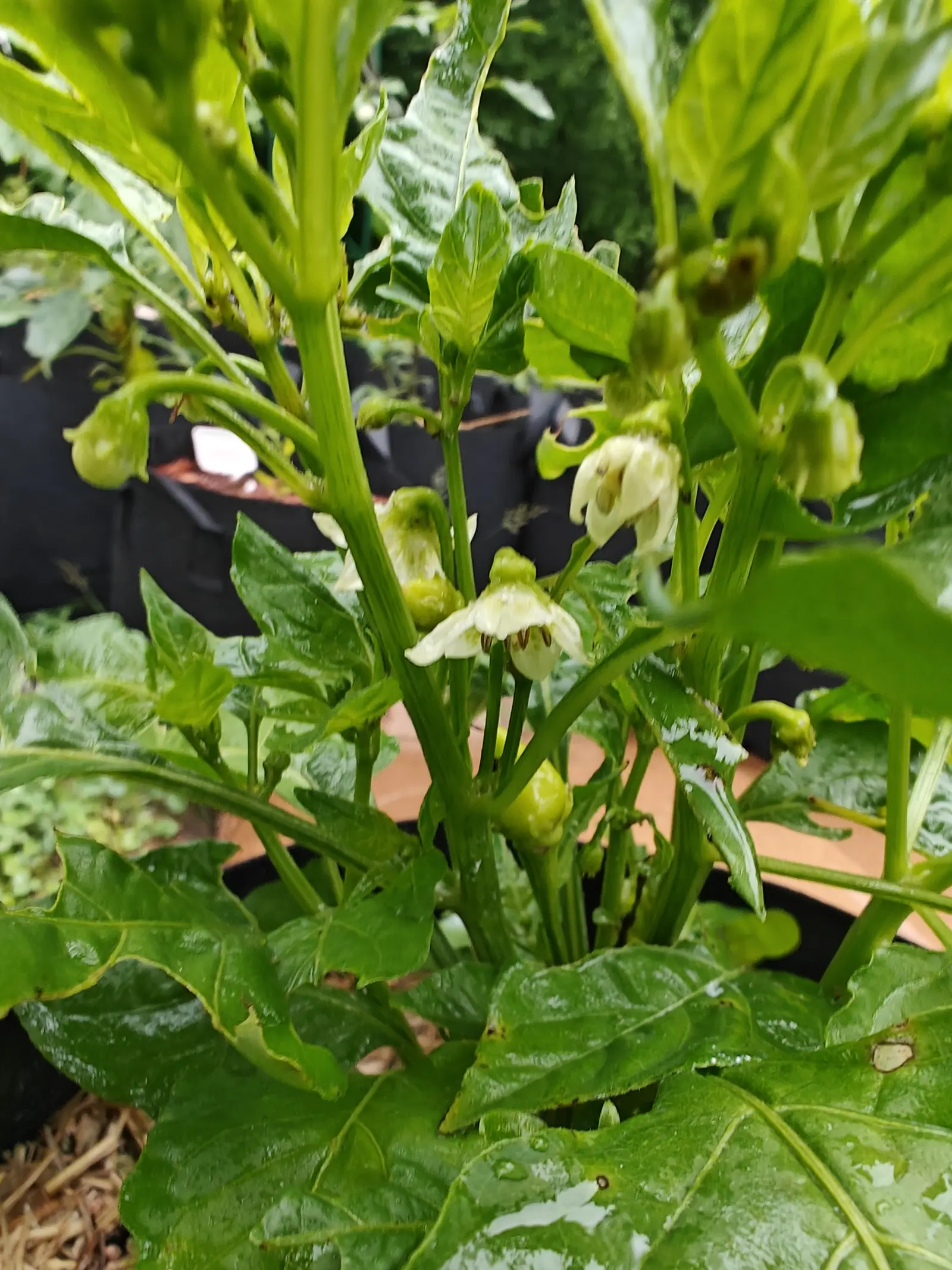 White pepper flowers and small green fruit clustered at the top of a plant's stems, the leaves broad and rain-wet, a black fabric grow bag out of focus behind.