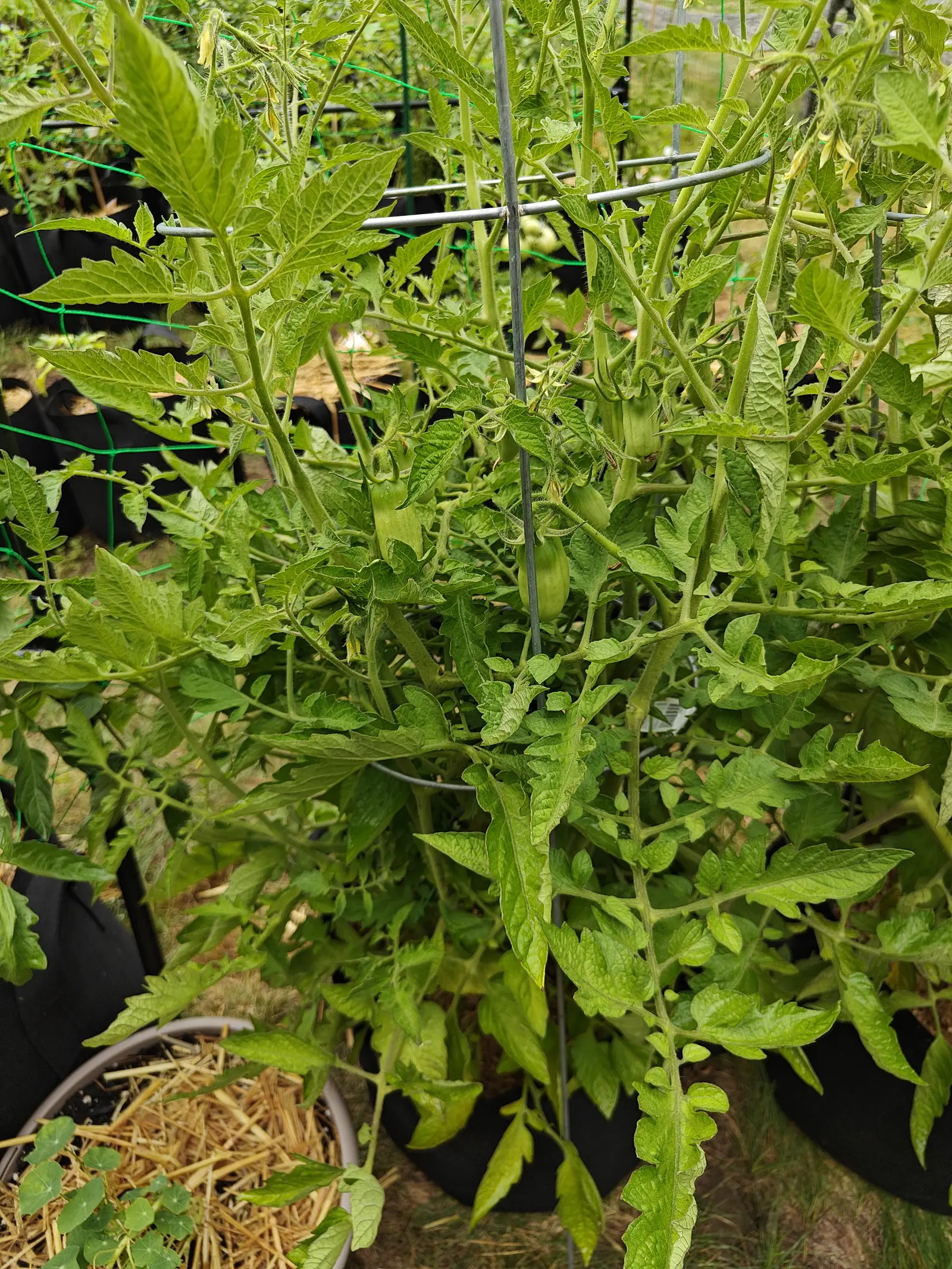 A tomato plant filling the frame with finely cut wet foliage, a metal ring cage and a green stake running up through it, a straw-mulched grow bag at the lower edge.
