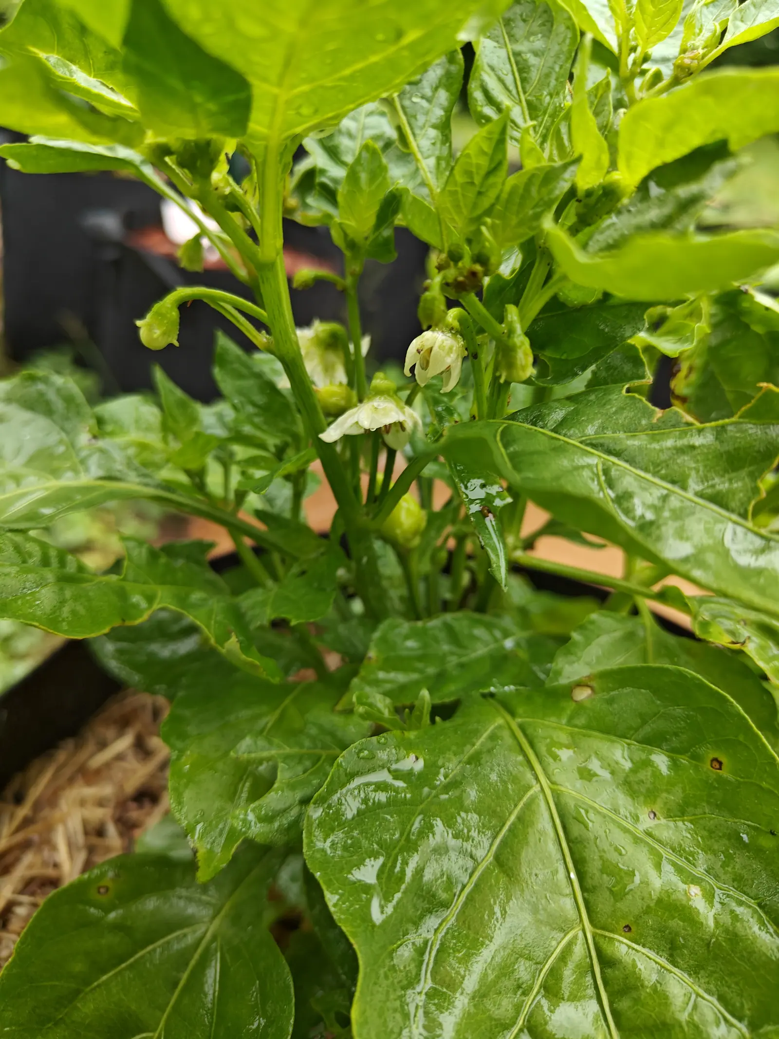 White pepper flowers hanging beneath the growing tip of a plant, small green fruit forming beside them among broad glossy leaves flecked with rain.
