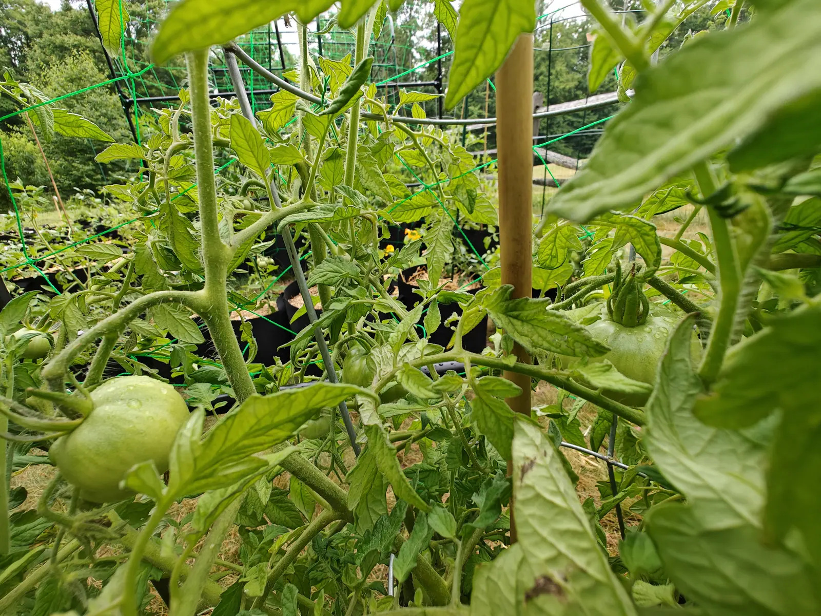 A green tomato ripening low on the vine among leaves and a bamboo cane, with a dark green wire fence, grow bags and trees blurred behind.