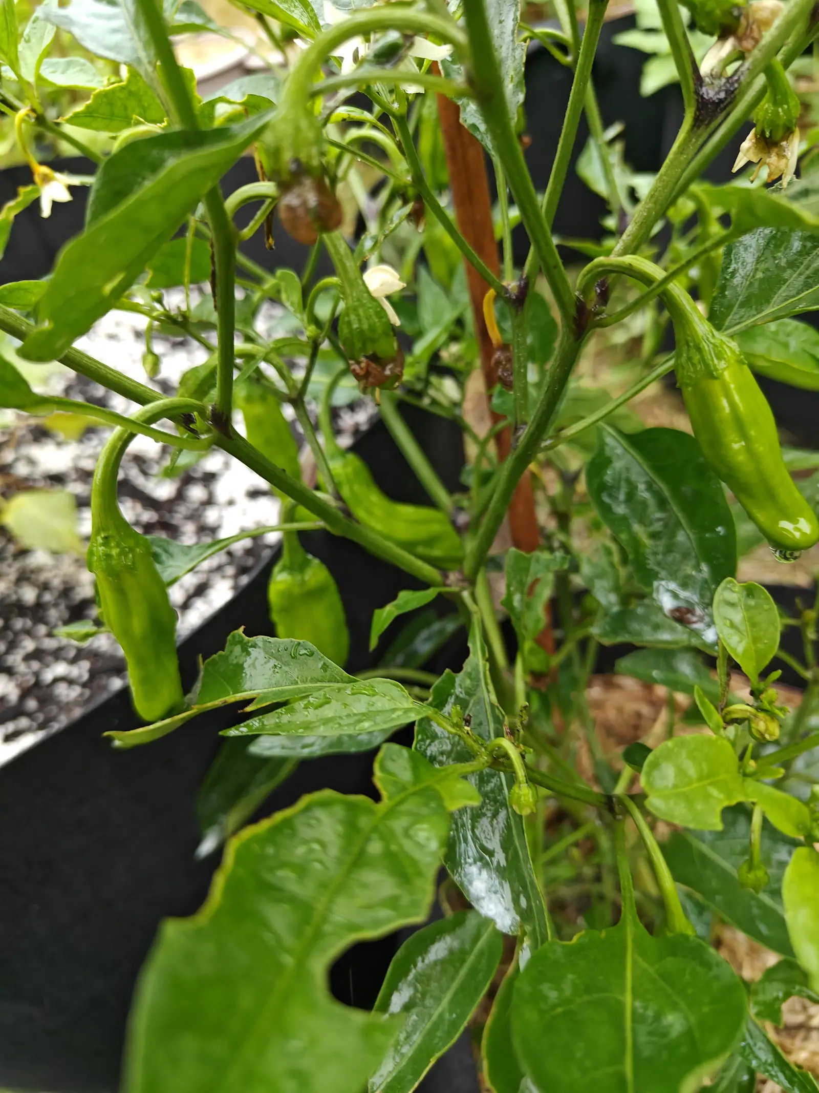Slim pale green chillies pointing out from a pepper plant, several shrivelled brown flowers still clinging, a bamboo stake and black grow bag behind.