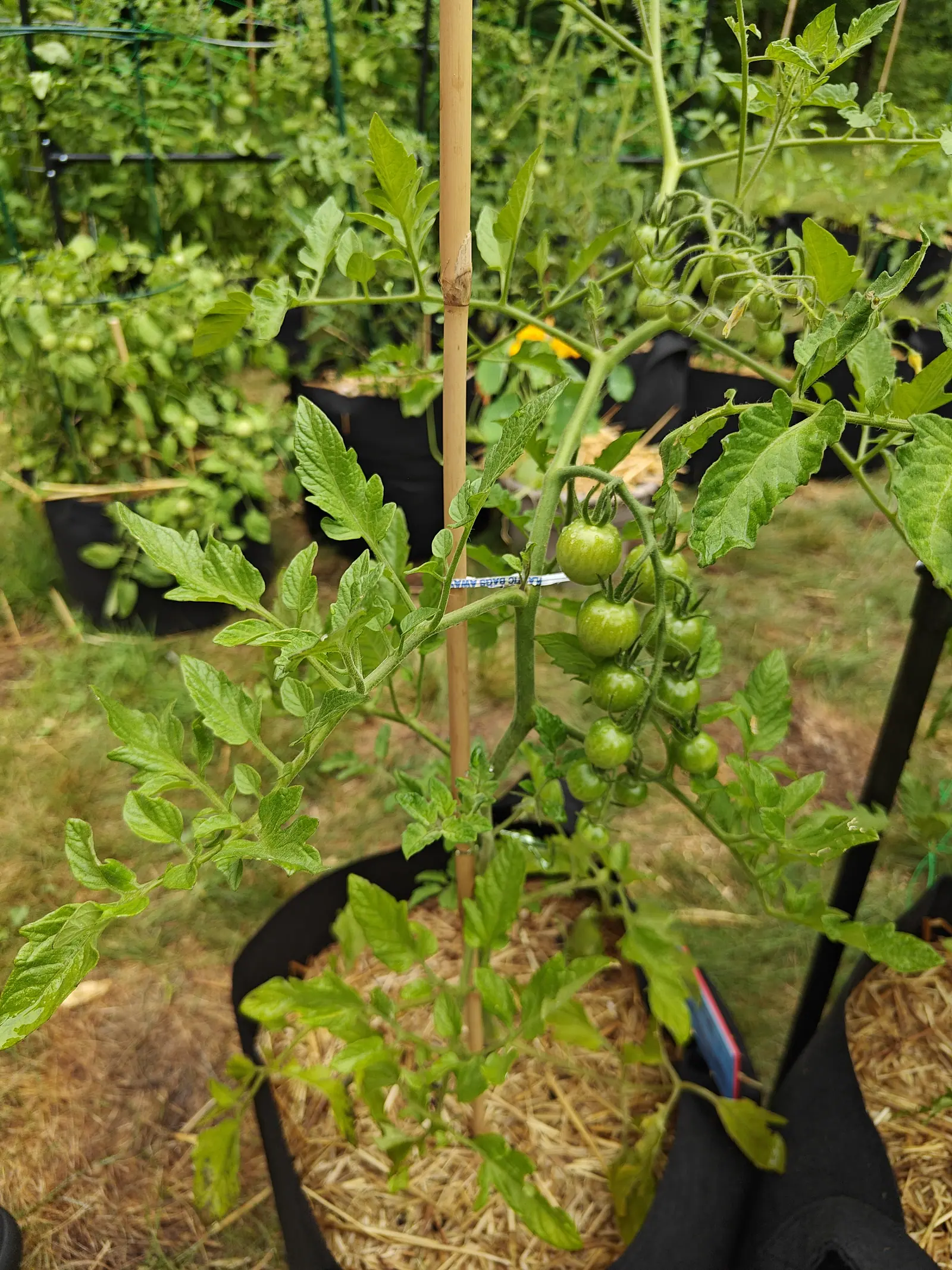 A truss of green cherry tomatoes on a plant staked with a bamboo cane, a small blue-and-white label tied to the stem, straw-mulched grow bags in the grass behind.
