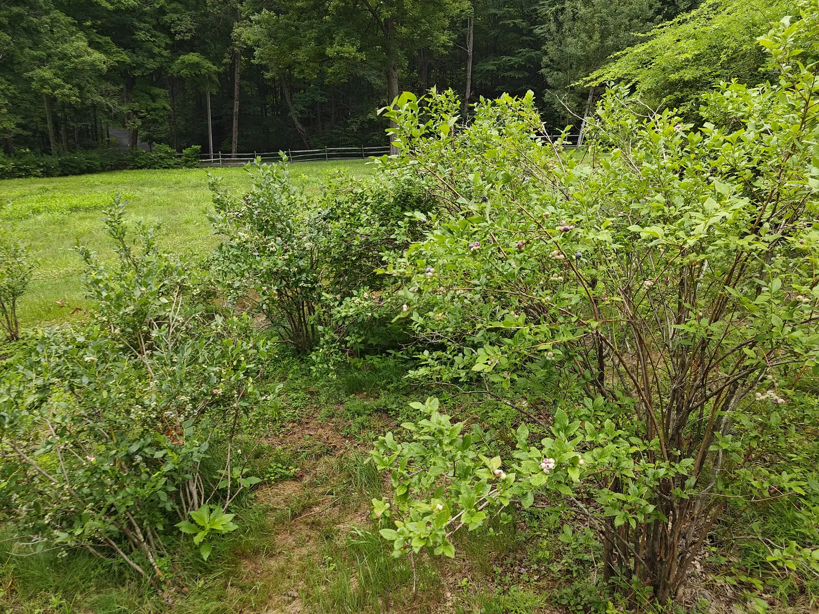 A row of high-bush blueberries along a strip of bare soil at the edge of a mown lawn, their thin arching stems in full leaf, with woodland and a pale fence rail beyond.