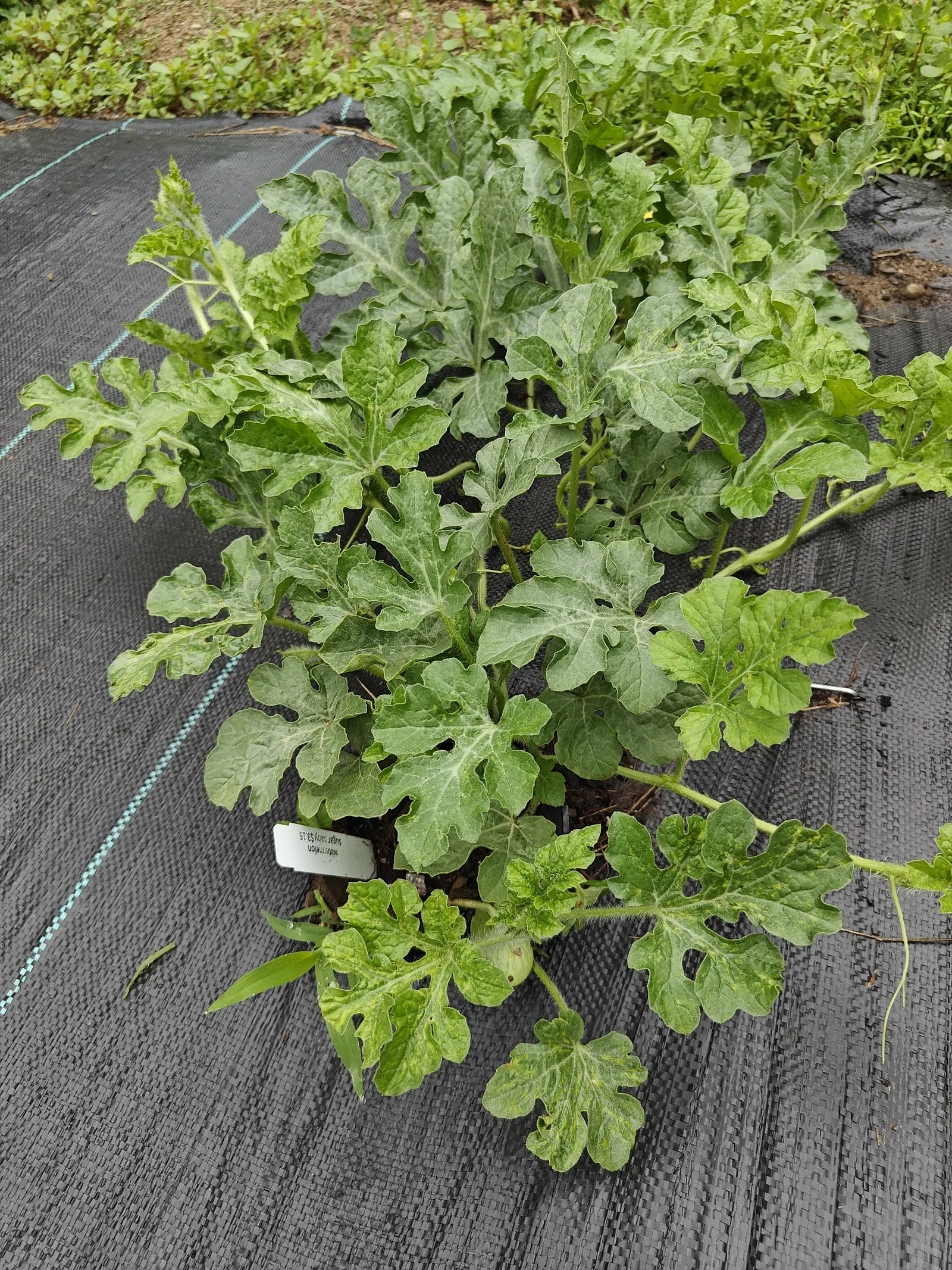 A watermelon plant sprawling across black woven ground fabric, deeply lobed grey-green leaves radiating from the crown and a small white plastic label pushed in beside it.