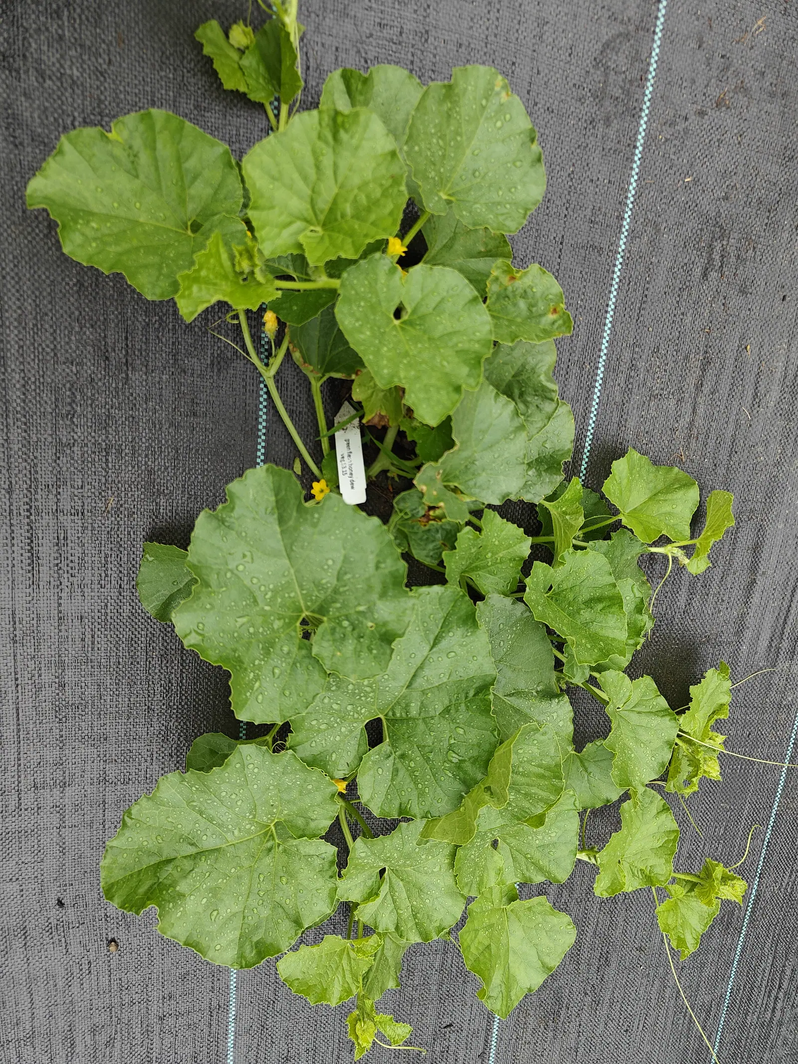 A melon vine seen from above on black woven ground fabric, its broad rounded leaves beaded with water, small yellow flowers and curling tendrils around a white label at the centre.