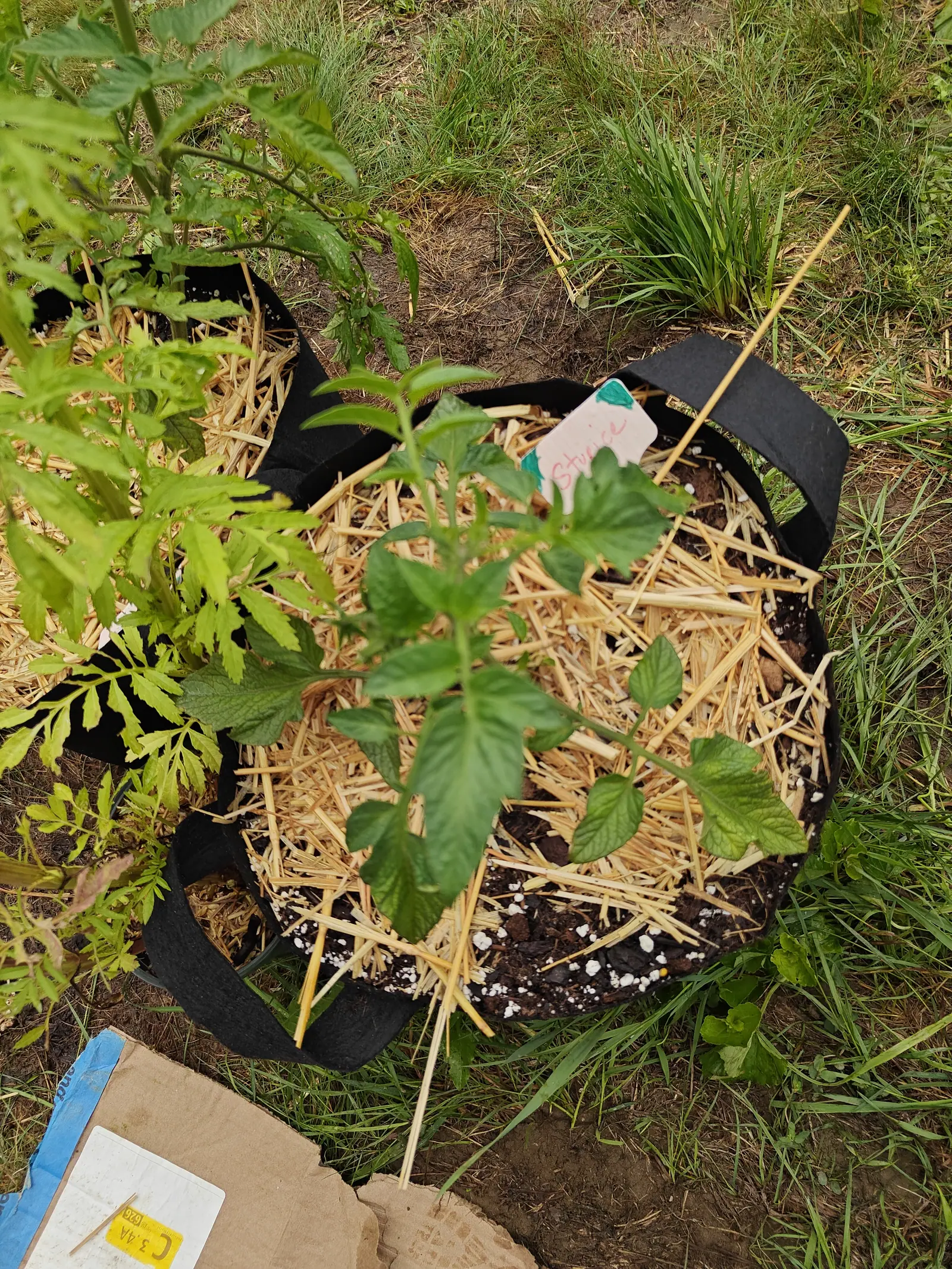 A young tomato plant in a black fabric grow bag mulched with straw, thin bamboo canes leaning at its side and a handwritten card label tucked into the dark soil.