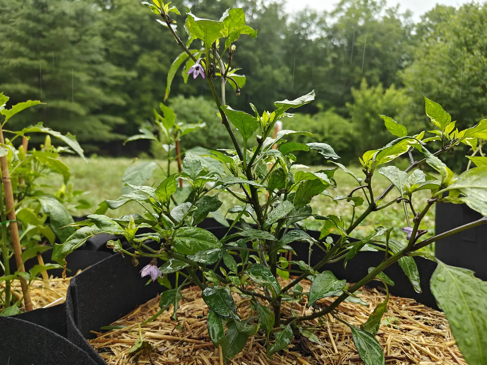 A pepper plant with wet dark leaves and small pale lilac flowers rising from straw mulch in a black fabric grow bag, more bags in a row behind and a mown field beyond.