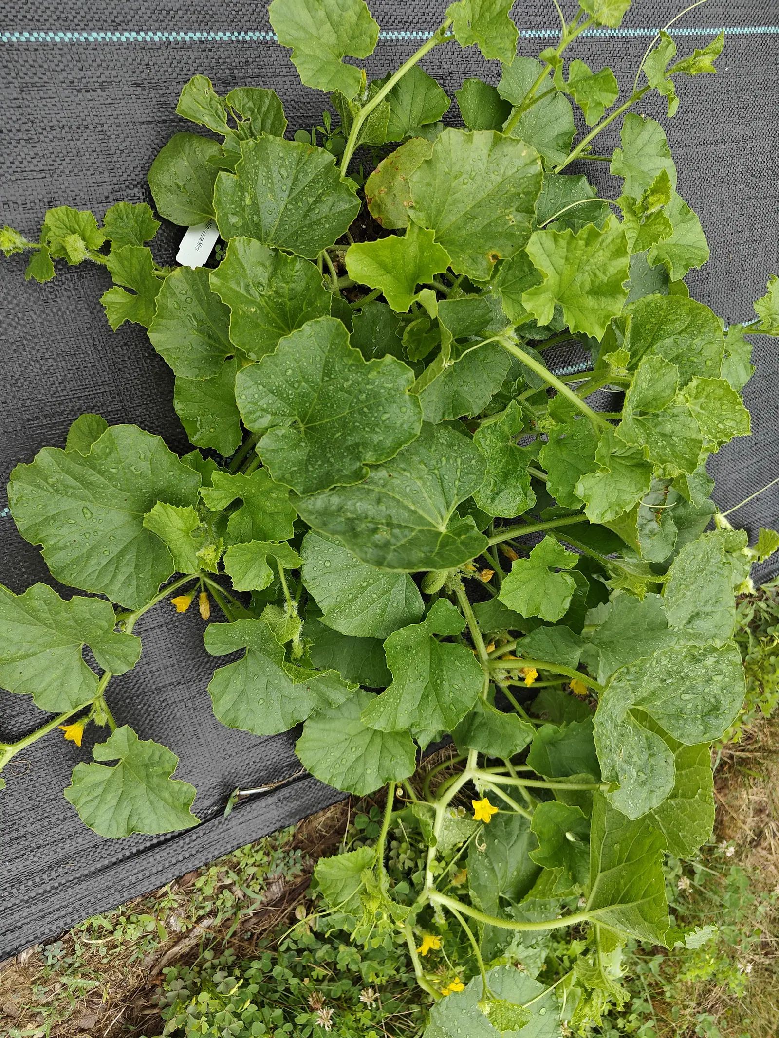 A melon plant sprawling over black woven ground fabric seen from above, broad rounded leaves and a scatter of yellow flowers, with a small white label at its edge.