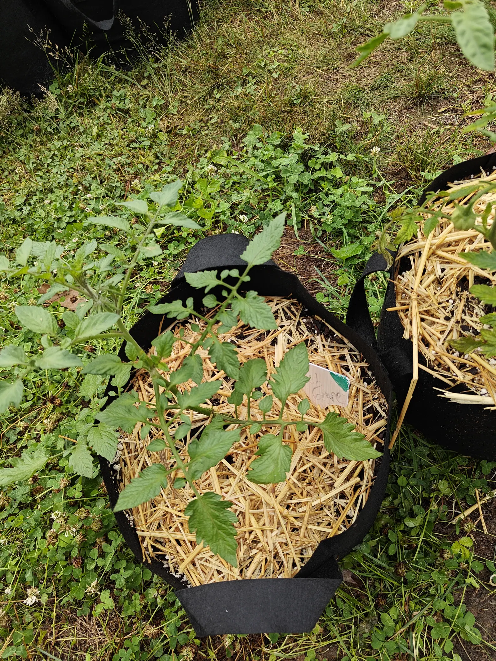 A small tomato plant in a black fabric grow bag mulched with bright straw, a handwritten card label leaning in the straw beside it and clover crowding the bag's rim.