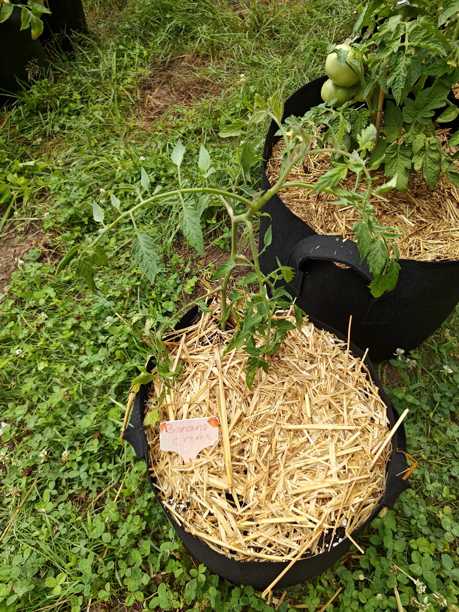 A leggy tomato stem arching out of a straw-filled black fabric grow bag, a handwritten label propped in the straw, with a second bag of green fruit behind.