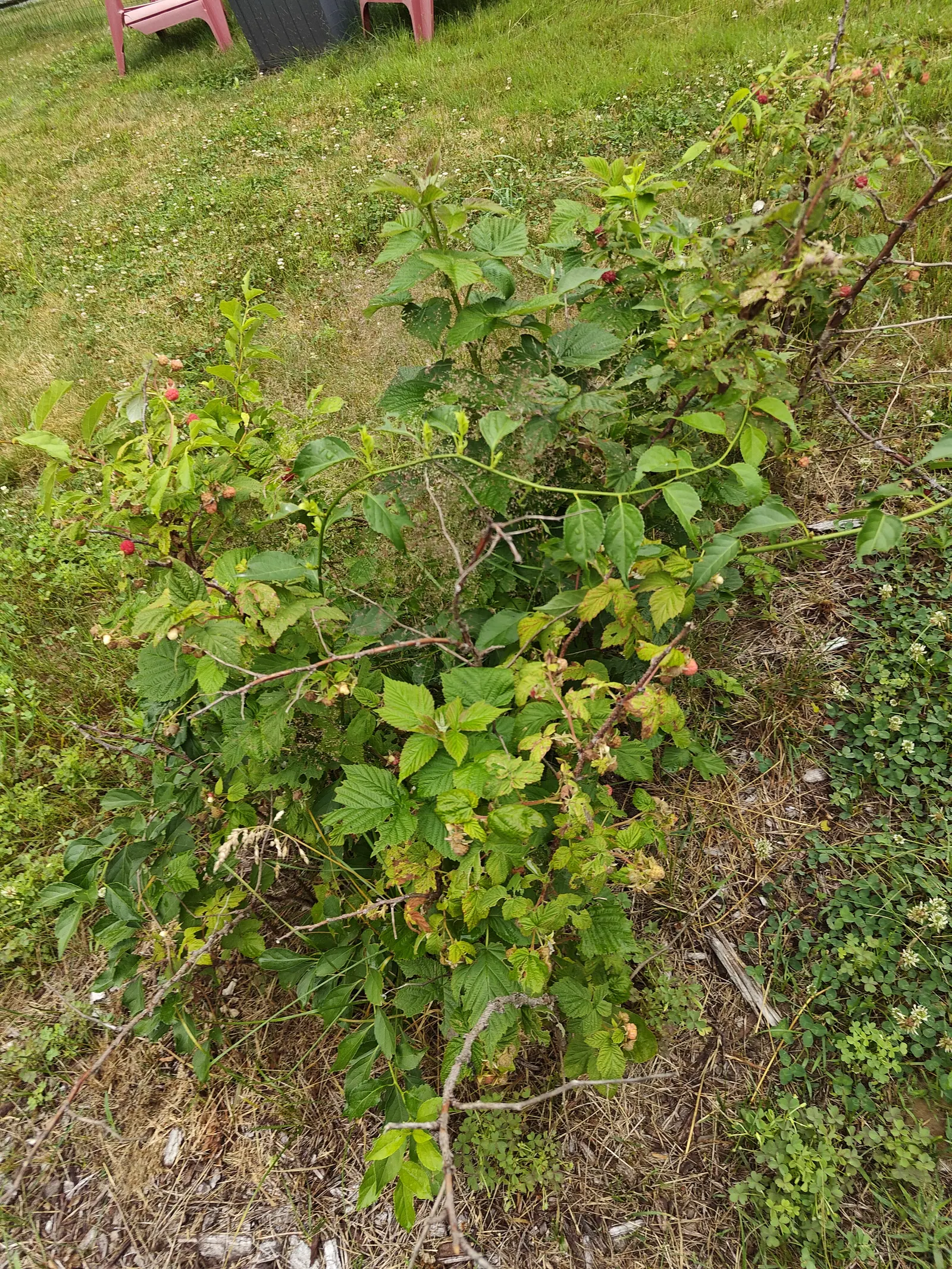 A sprawling clump of raspberry canes in rough grass, red and unripe pale berries scattered through the leaves, with a pink plastic chair at the lawn's edge behind.