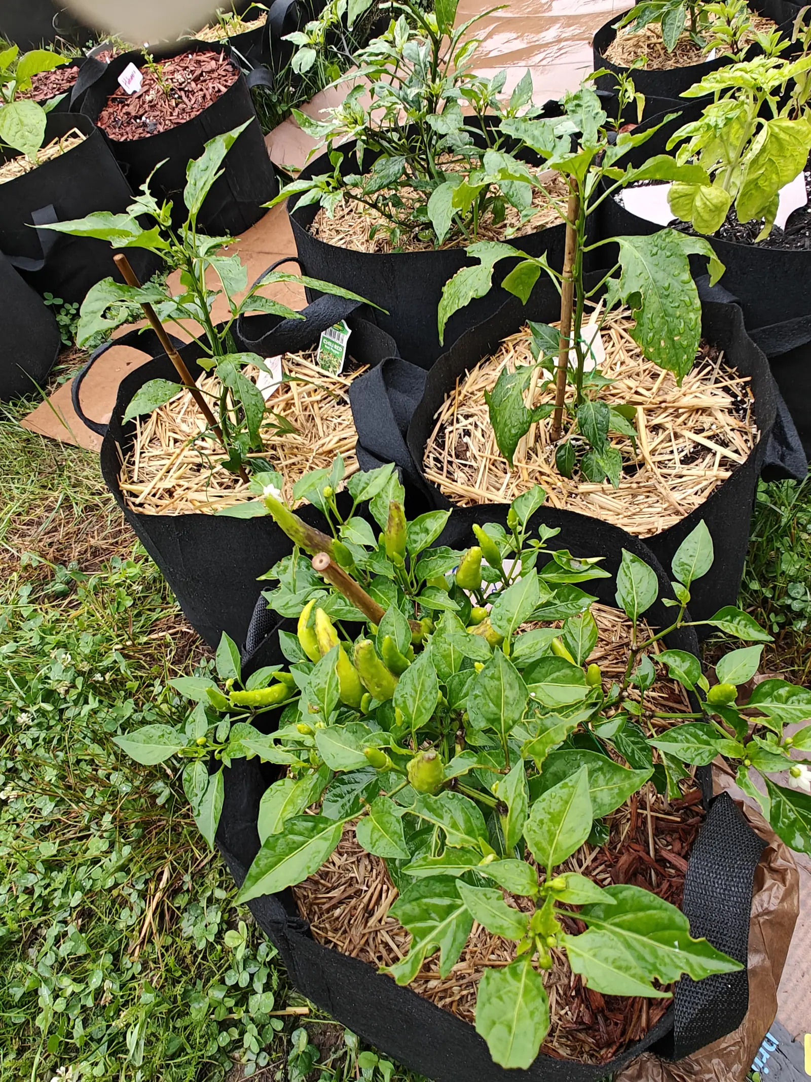 A chilli plant carrying a handful of slim pale yellow-green fruit and white flowers in a black fabric grow bag, ringed by more bags mulched with straw and red-brown bark.