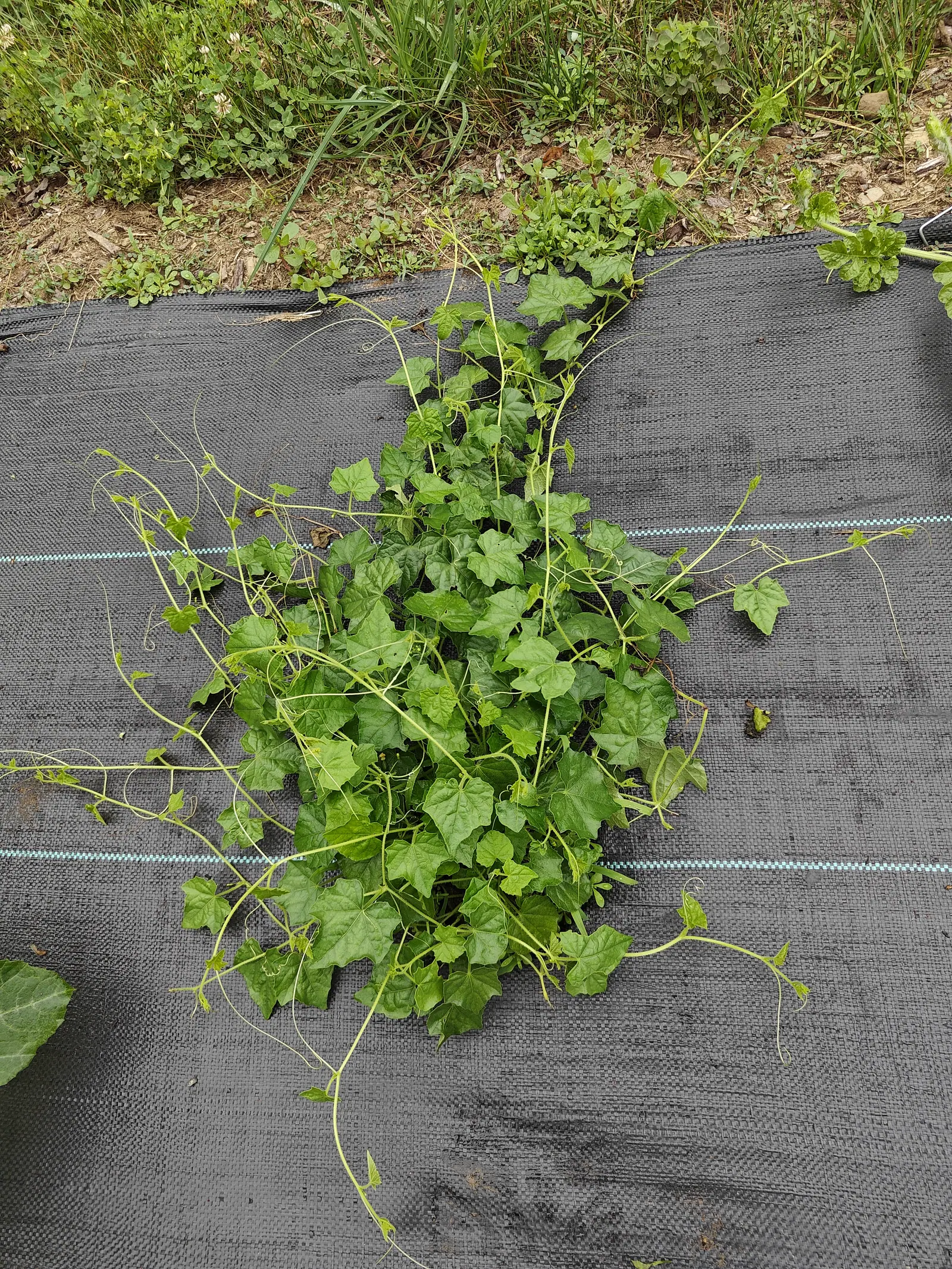 A bitter melon vine sprawling flat over black woven ground fabric, its deeply lobed leaves in a dense clump and thin pale runners reaching out across the seams.
