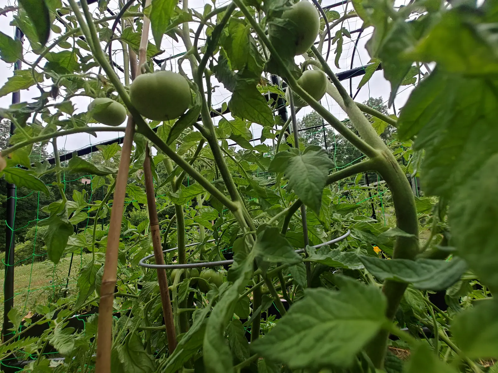 Green tomatoes hanging on thick pale stems seen from below, a bamboo cane and a wire support ring beside them, with green netting and staked plants blurred behind.