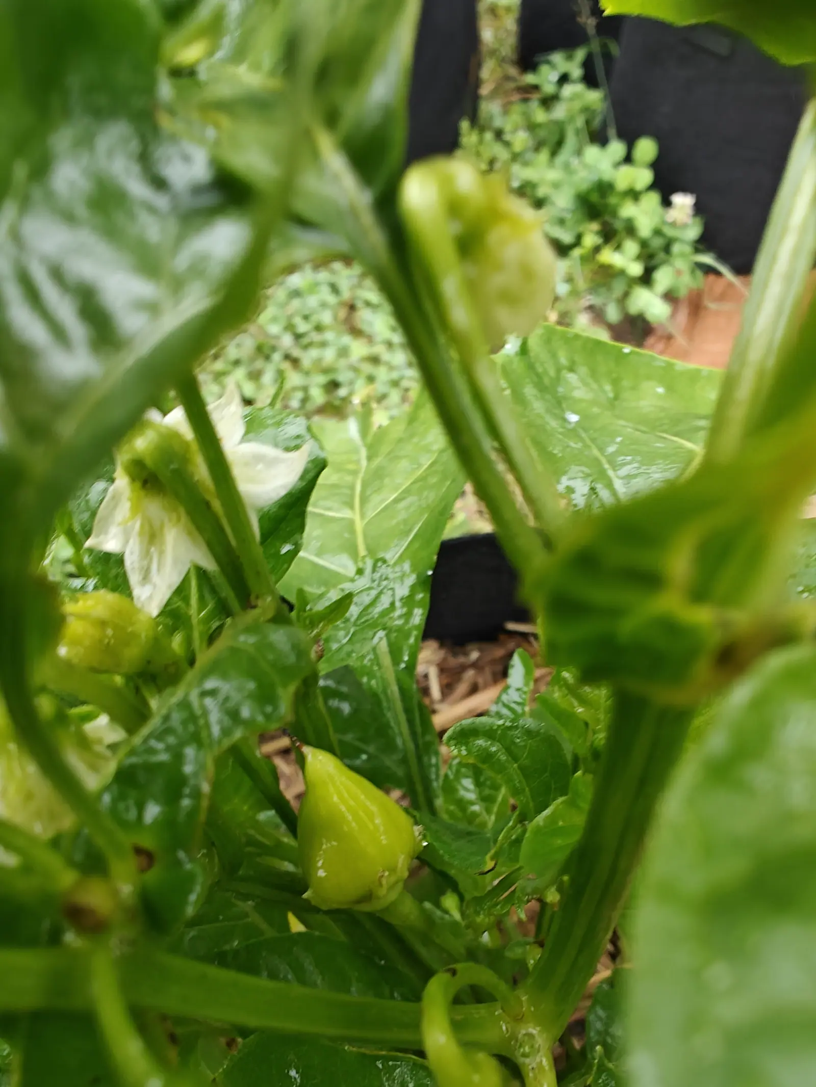 Small pale green wrinkled peppers and a creamy white flower among wet glossy leaves, with a broad blue-green leaf and a black fabric grow bag out of focus behind.