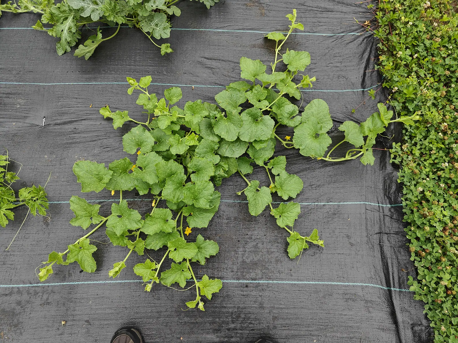 A melon plant spread out on black woven ground fabric seen from above, lobed grey-green leaves and small yellow flowers along its runners, a dense green hedge down one side.