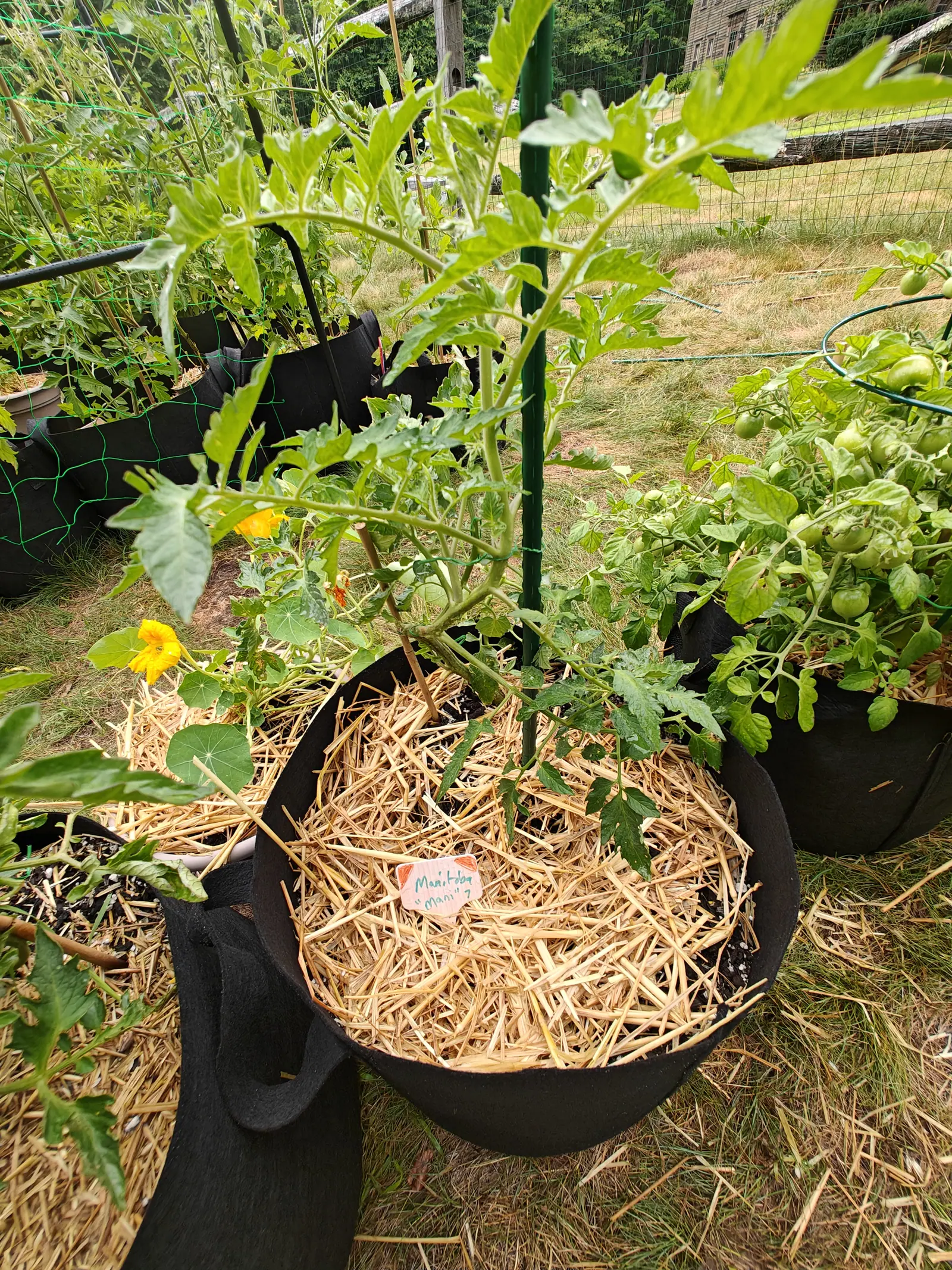 A tomato plant tied to a green metal post in a straw-mulched black fabric grow bag, a handwritten label lying in the straw and a second bag of green fruit beside it.