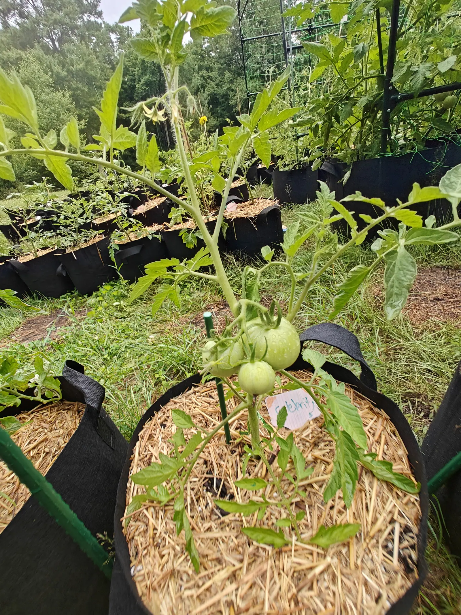 A tomato plant carrying a small truss of green fruit above a straw-mulched black fabric grow bag, a handwritten label at its base and rows of more bags stretching away behind.