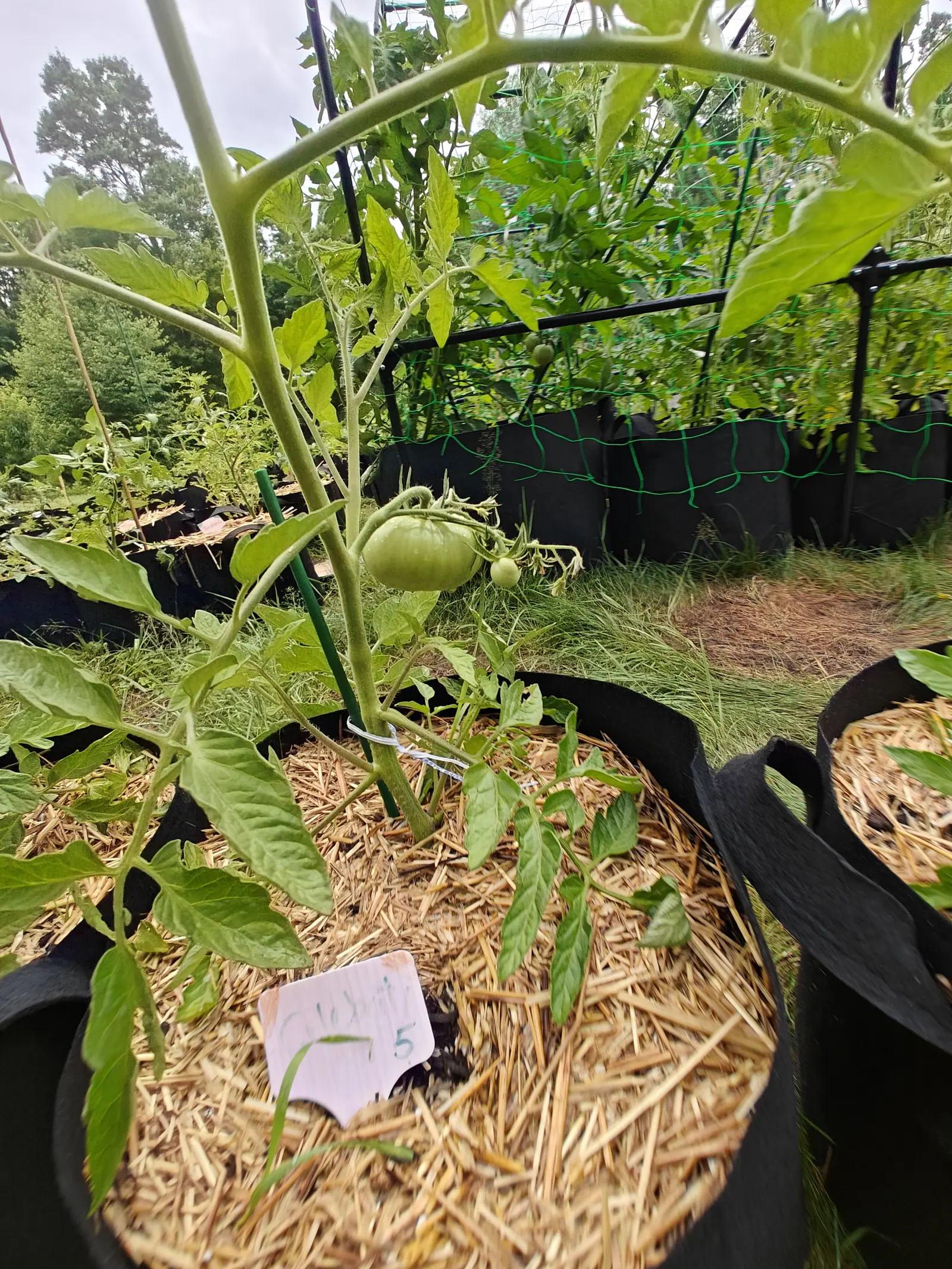A single ribbed green tomato on a leaning vine above a straw-mulched black fabric grow bag, a handwritten card propped in the straw and green netting behind.