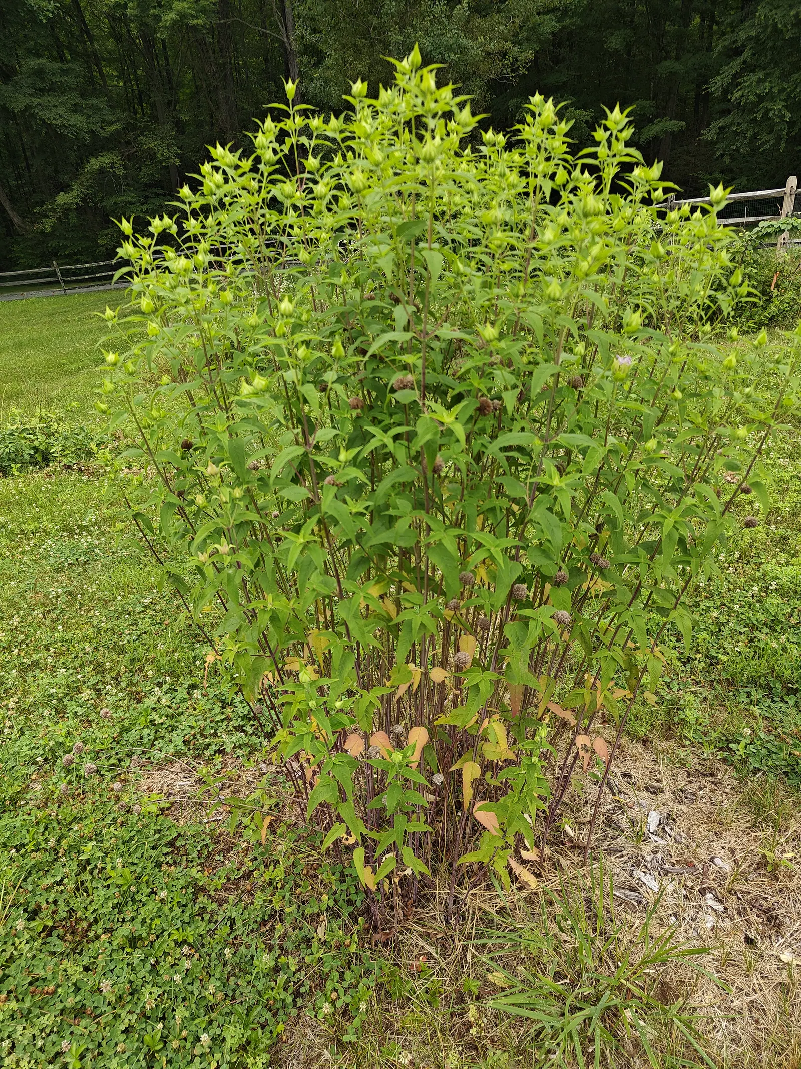 A tall upright clump of wild bergamot in mown grass, dusty pink flower heads opening among pointed leaves on straight stems, with a split-rail fence and dark woodland behind.