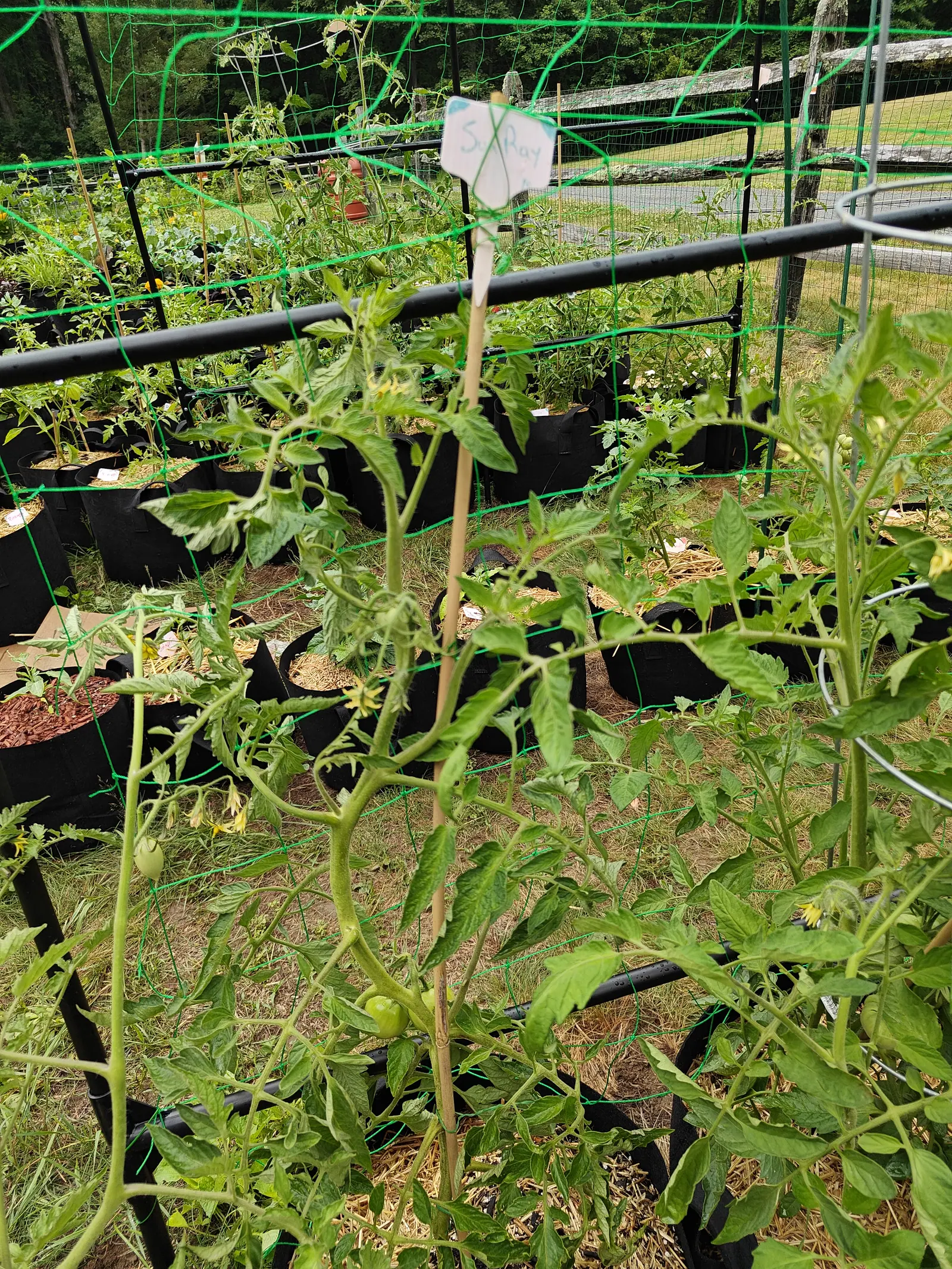 A leggy tomato plant tied to a bamboo cane topped with a handwritten label card, framed by green trellis netting, with rows of black fabric grow bags on dry ground behind.