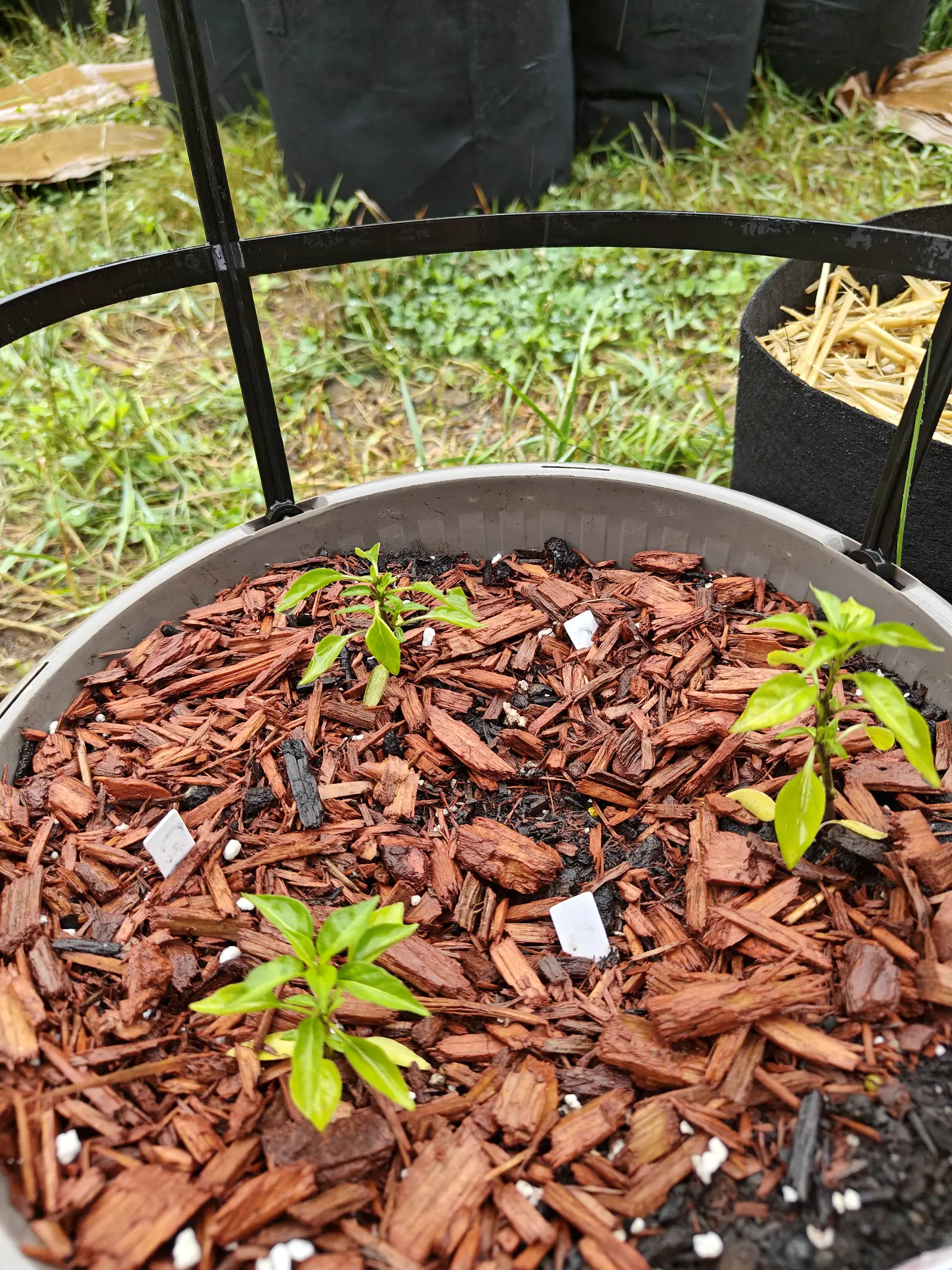 Three small pepper seedlings spaced across a broad grey tub of red-brown bark chips, a little white label beside each and a black hoop frame arching over the rim.