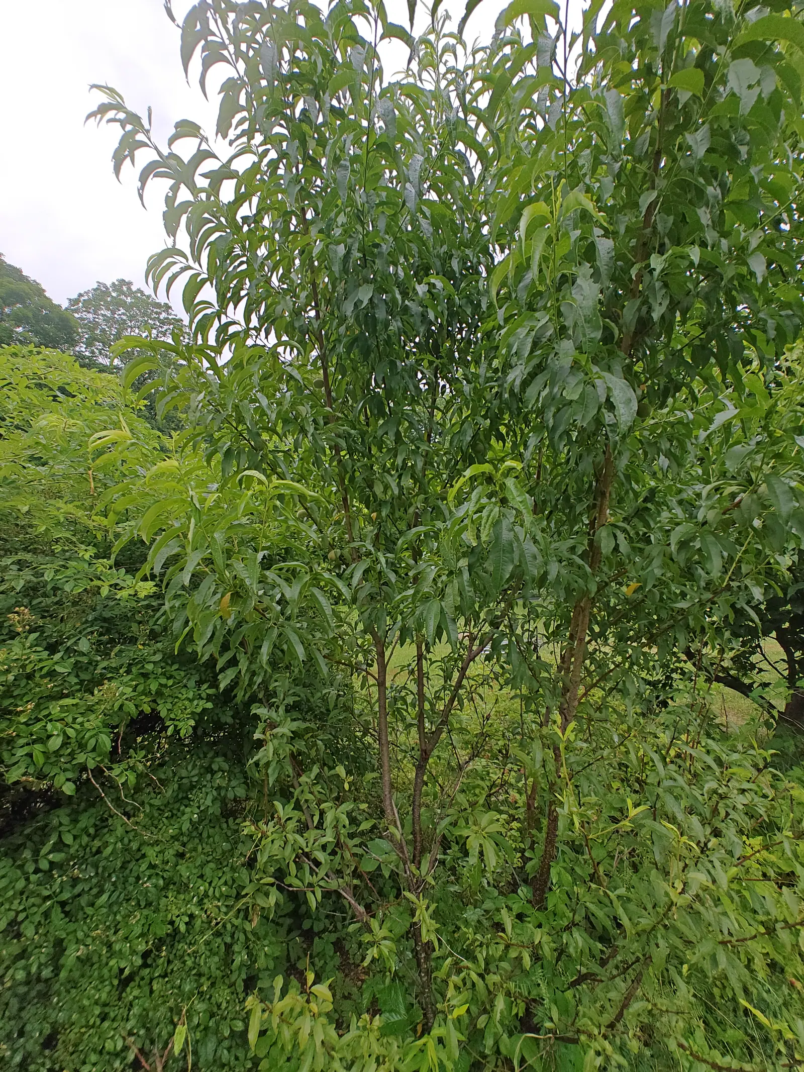 A young peach tree with slender lance-shaped leaves on upright stems against a white overcast sky, dense green shrubs and undergrowth filling the ground below.