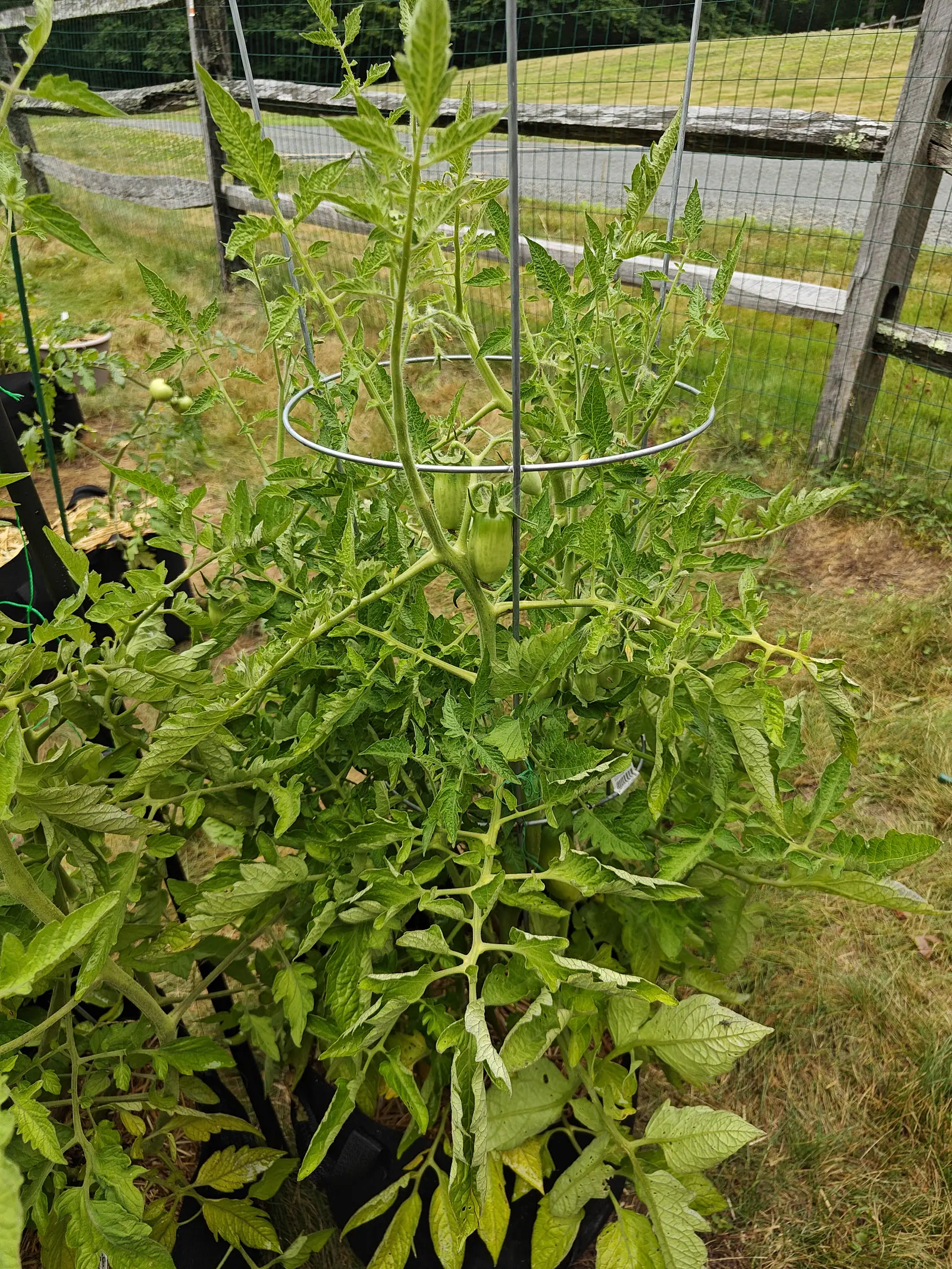 A big tomato plant filling a galvanised wire cage ring on a metal stake, one green fruit hanging at its centre, with a weathered split-rail fence and a paved drive beyond.