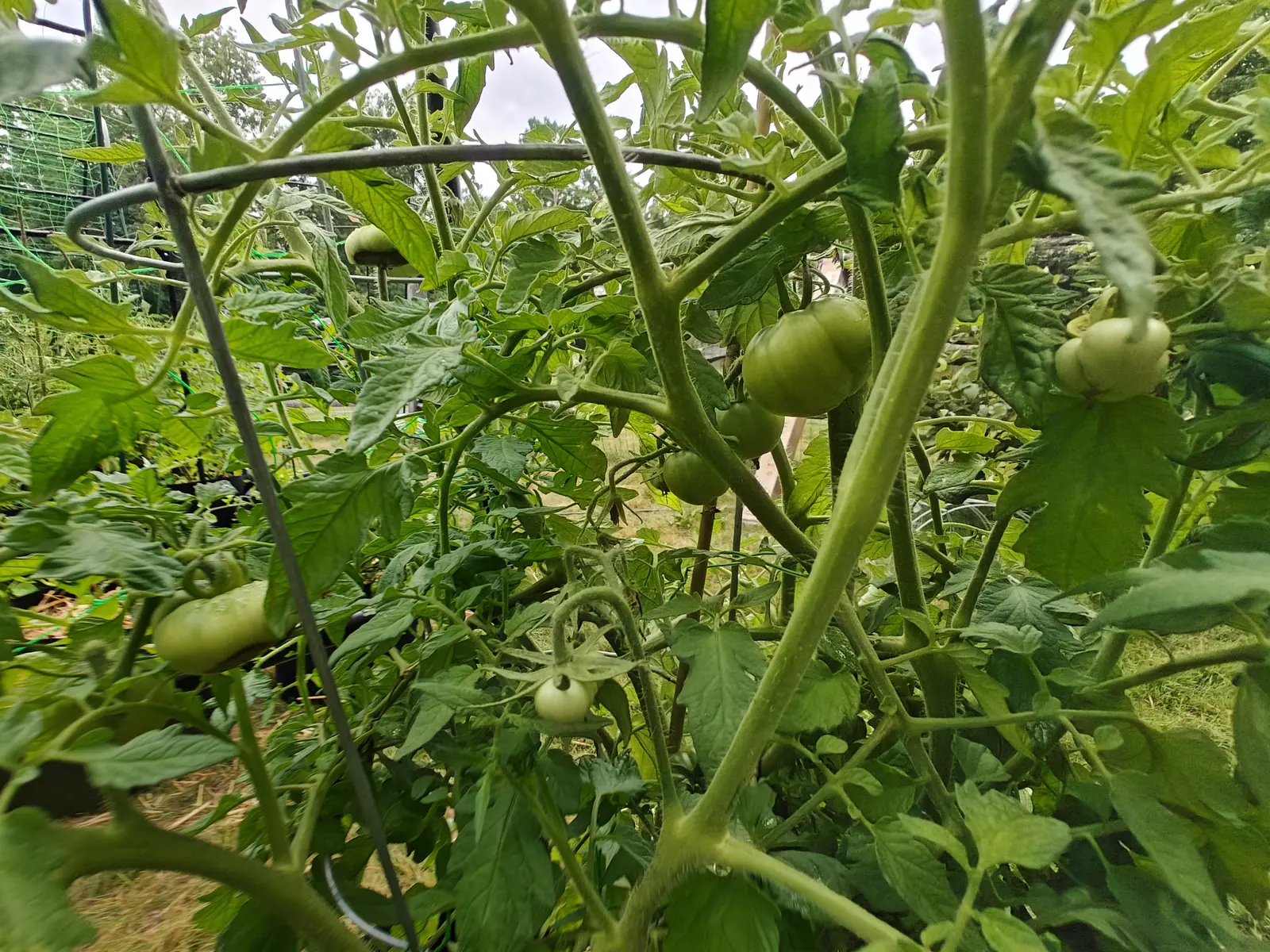 Green tomatoes at several sizes hanging among thick pale stems, seen from inside the plant, with cage wire and green netting showing through the leaves.