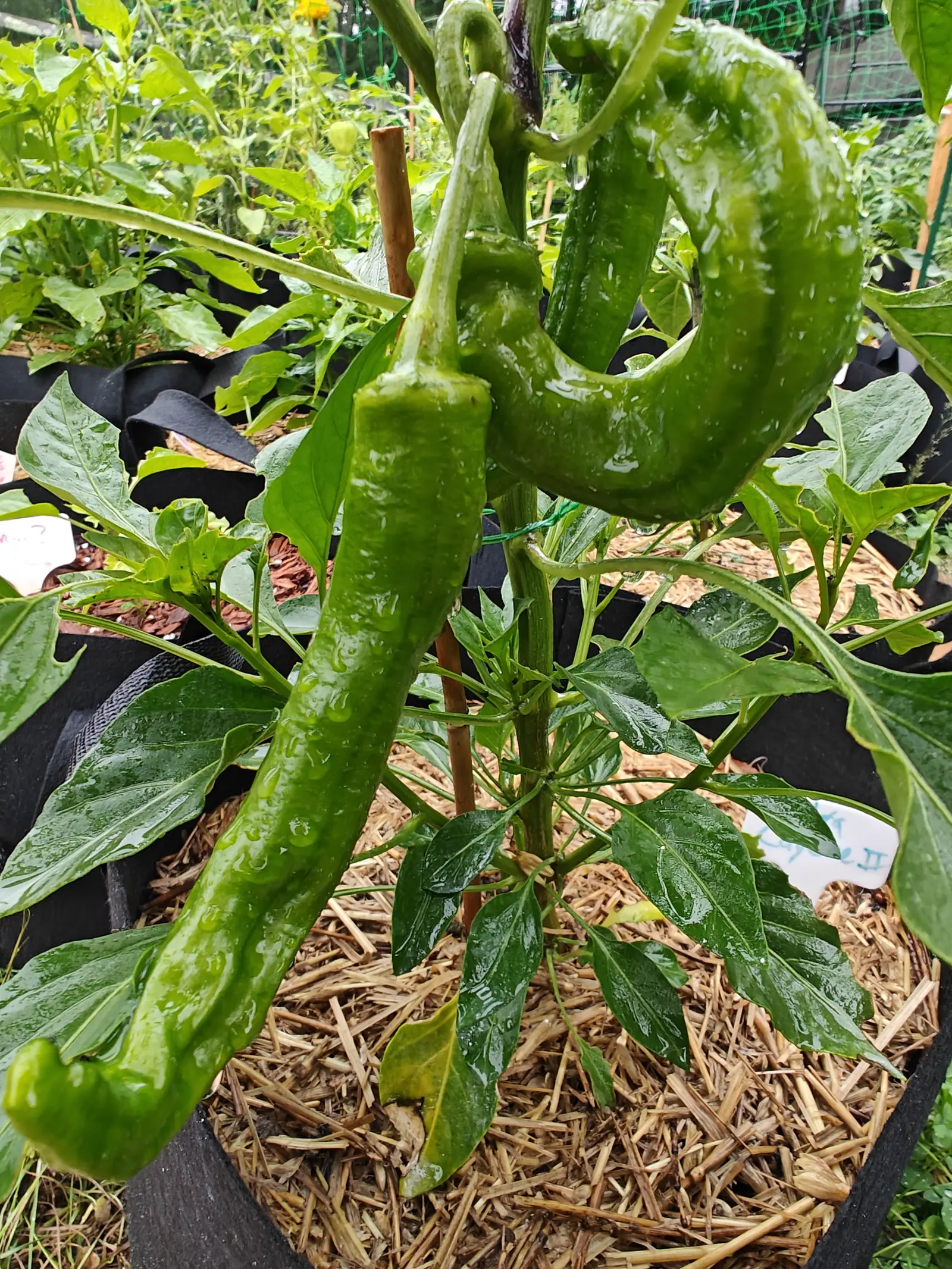 Two long glossy green peppers curling from the stem of a plant in a straw-mulched black fabric grow bag, their skin wet with rain and a bamboo stake alongside.
