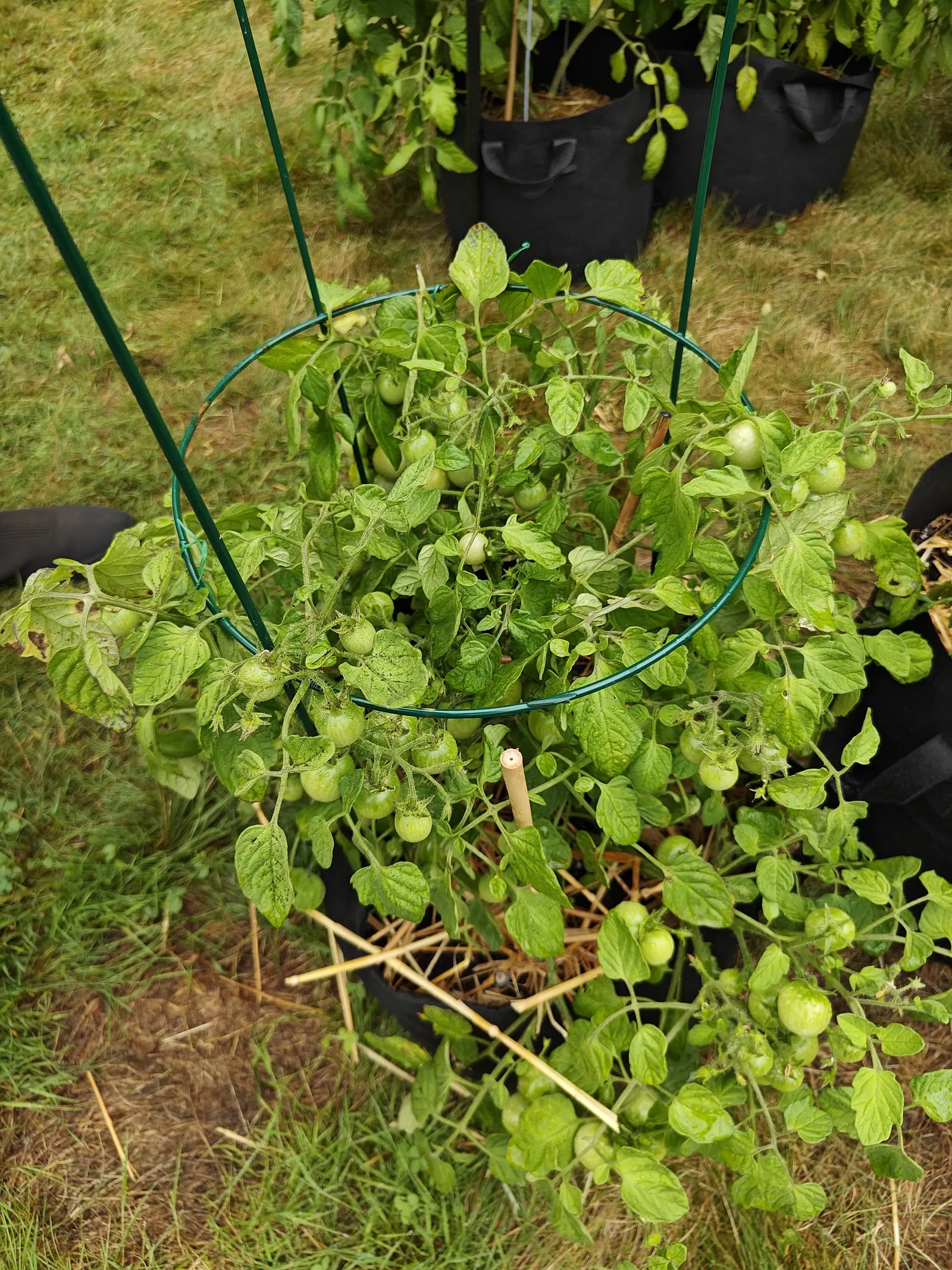 A bushy cherry tomato plant spilling over a green wire support ring above a black fabric grow bag, dozens of small green fruit among its leaves and mown grass behind.