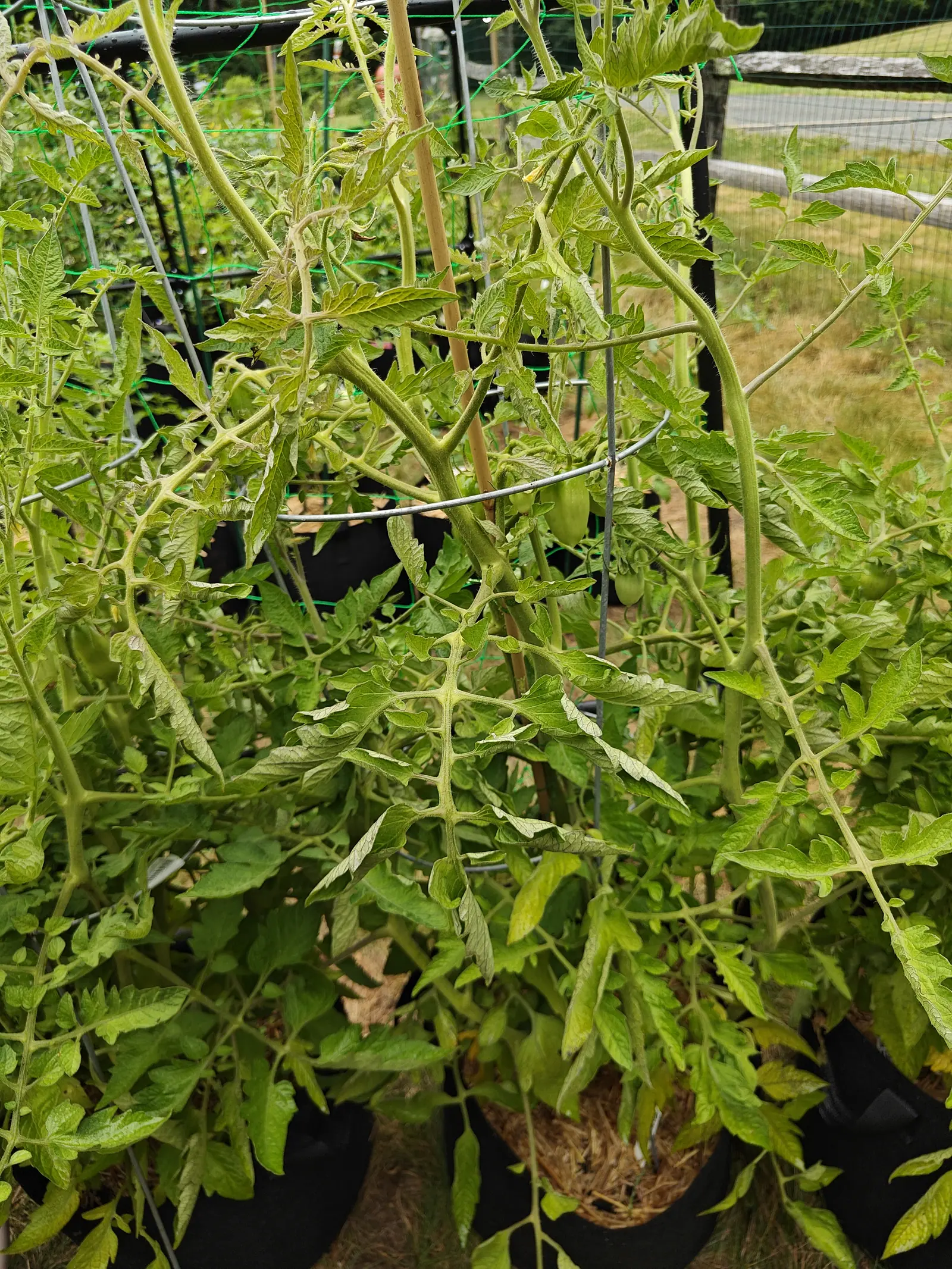 Two leggy tomato plants with pale yellow-green foliage rising from black fabric grow bags on bamboo canes and a wire cage, with green trellis netting and dry grass behind.