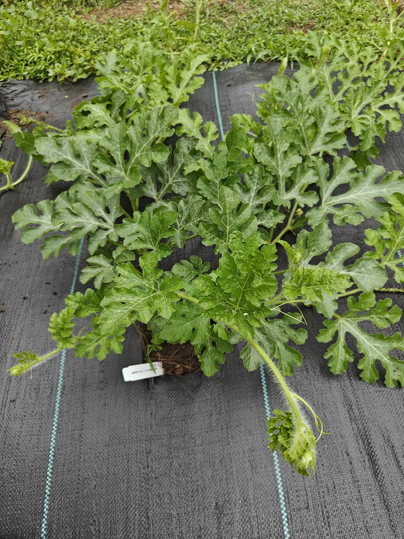 A watermelon plant with deeply cut grey-green leaves spread flat across black woven ground fabric, its crown in a small opening of bare soil and a white label lying beside it.