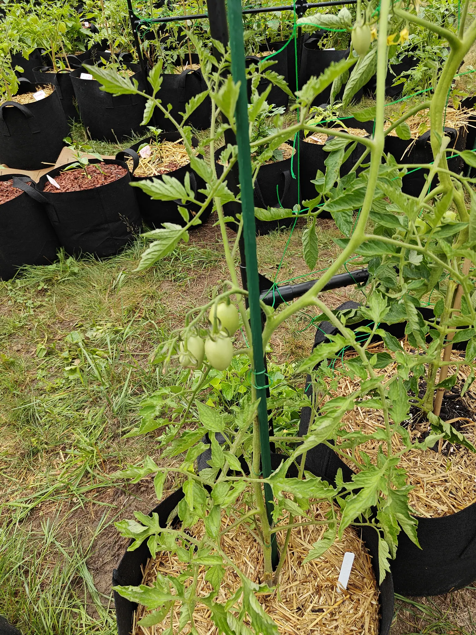 A tomato plant tied up a tall green metal stake above a straw-mulched black fabric grow bag, a truss of green fruit halfway up and rows of more bags along a grass path behind.