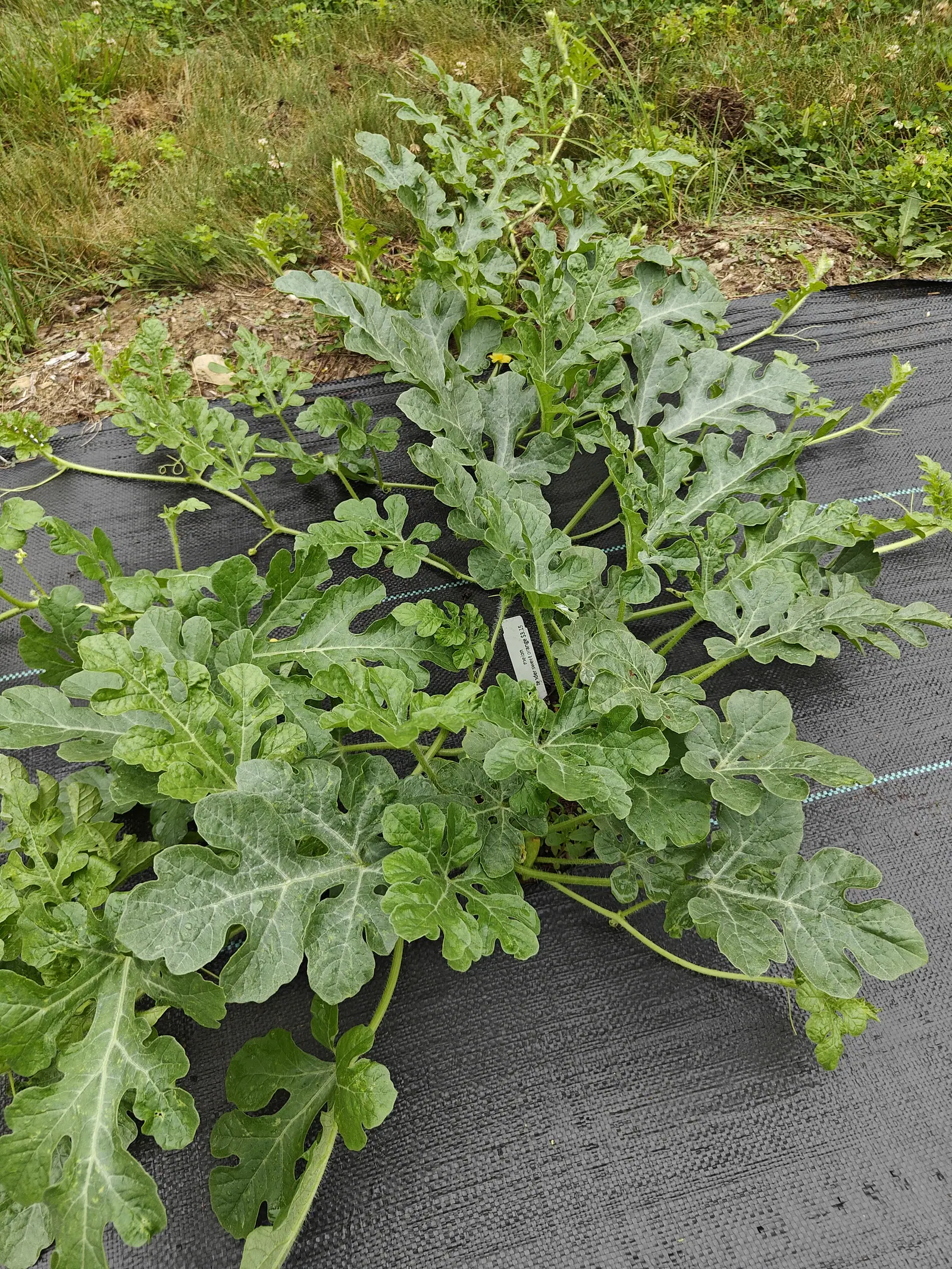 A watermelon plant sending lobed grey-green runners out in all directions over black woven ground fabric, a small white label at its crown and rough grass along the top edge.