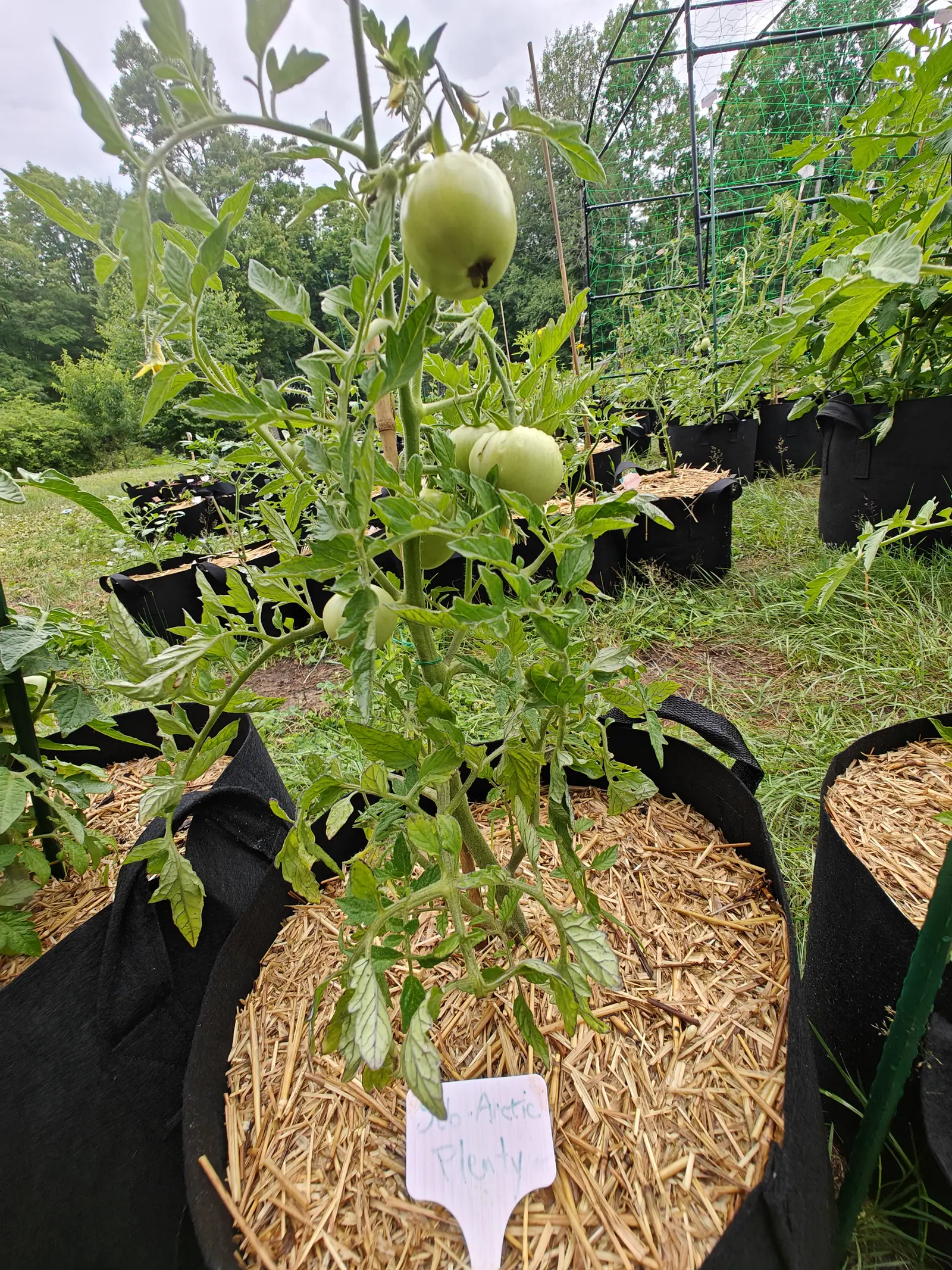 Several large green tomatoes hanging from a plant in a straw-mulched black fabric grow bag, the uppermost marked with a dark blemish, a handwritten label below.