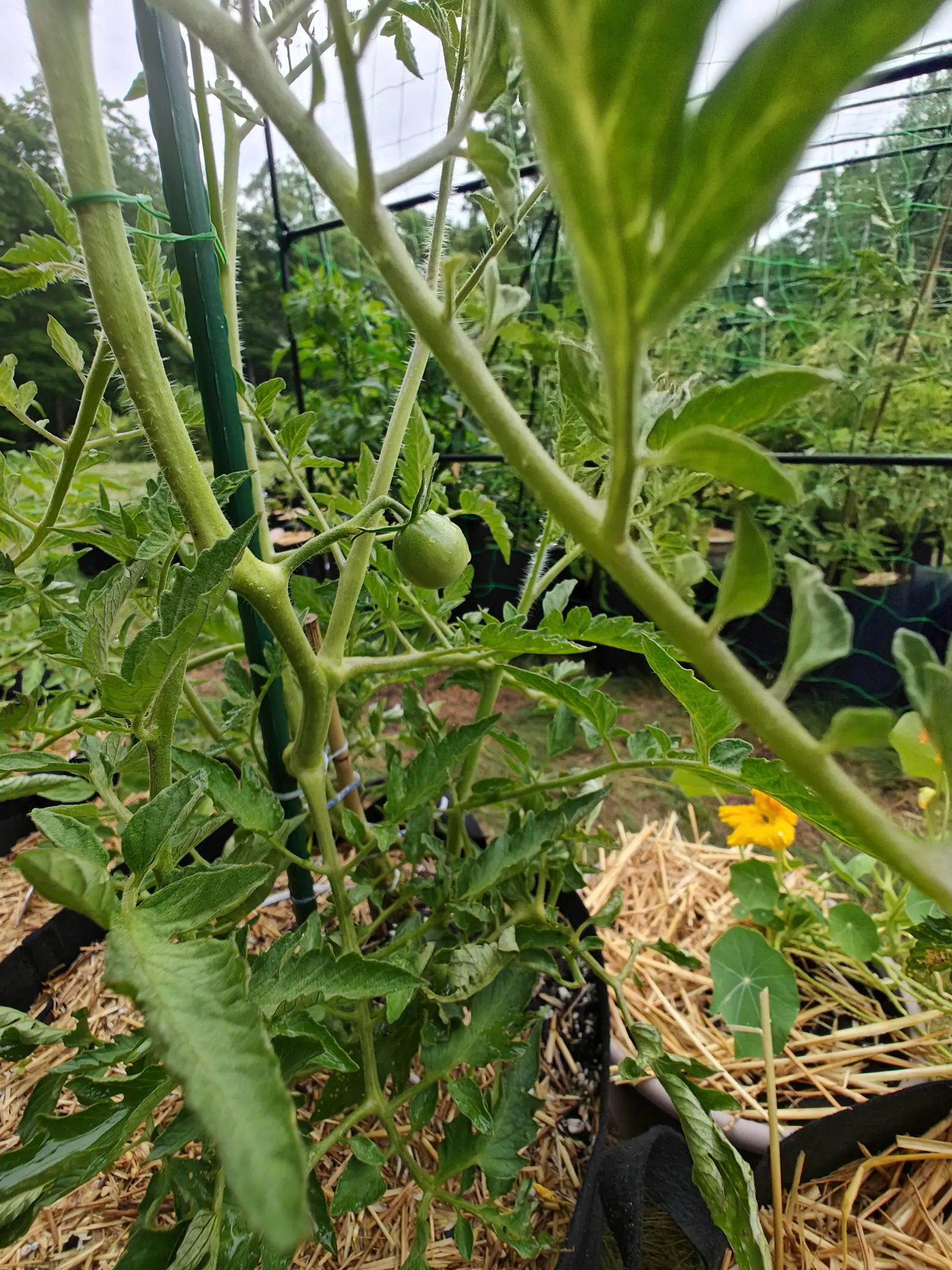 A single small green tomato on a thin stem among thick pale stalks and a green metal stake, with straw mulch and one orange flower at the rim of the grow bag below.