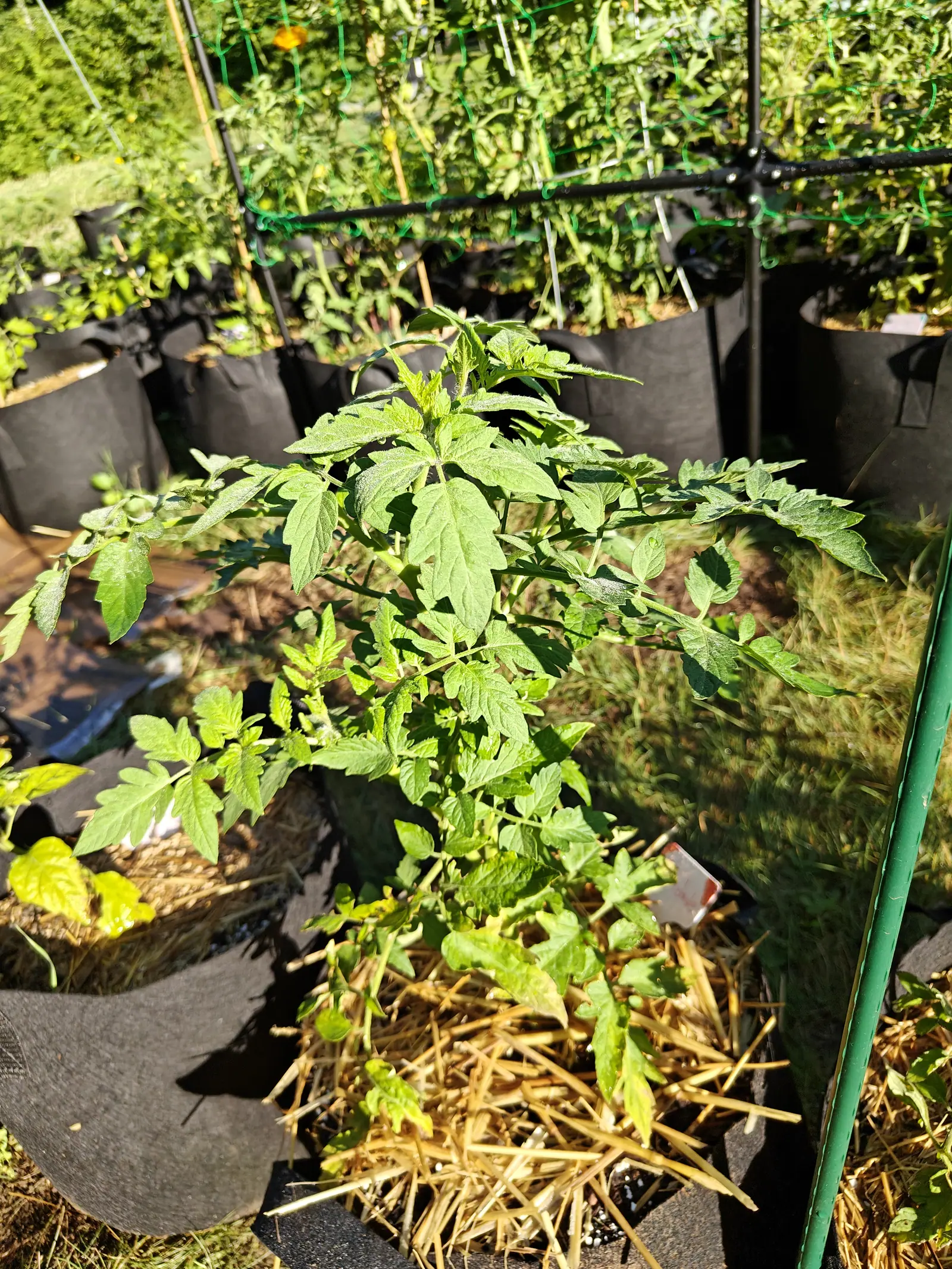 A young tomato plant in low golden light rising from a straw-mulched black fabric grow bag, rows of more bags and a black trellis frame receding behind it.