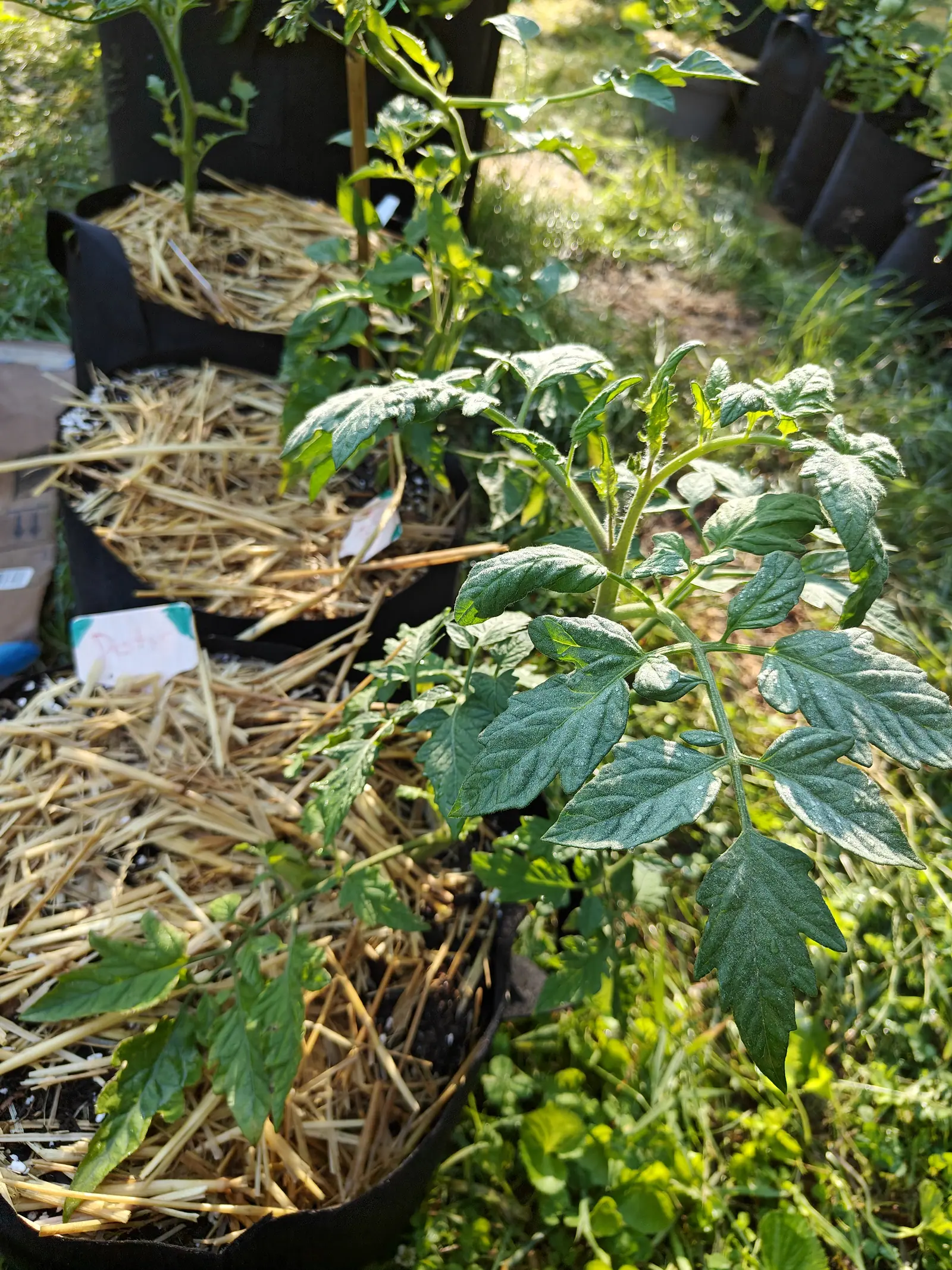 A young tomato plant with broad dark leaves leaning over the straw of a black fabric grow bag in low sun, a handwritten label card behind it and more bags beyond.