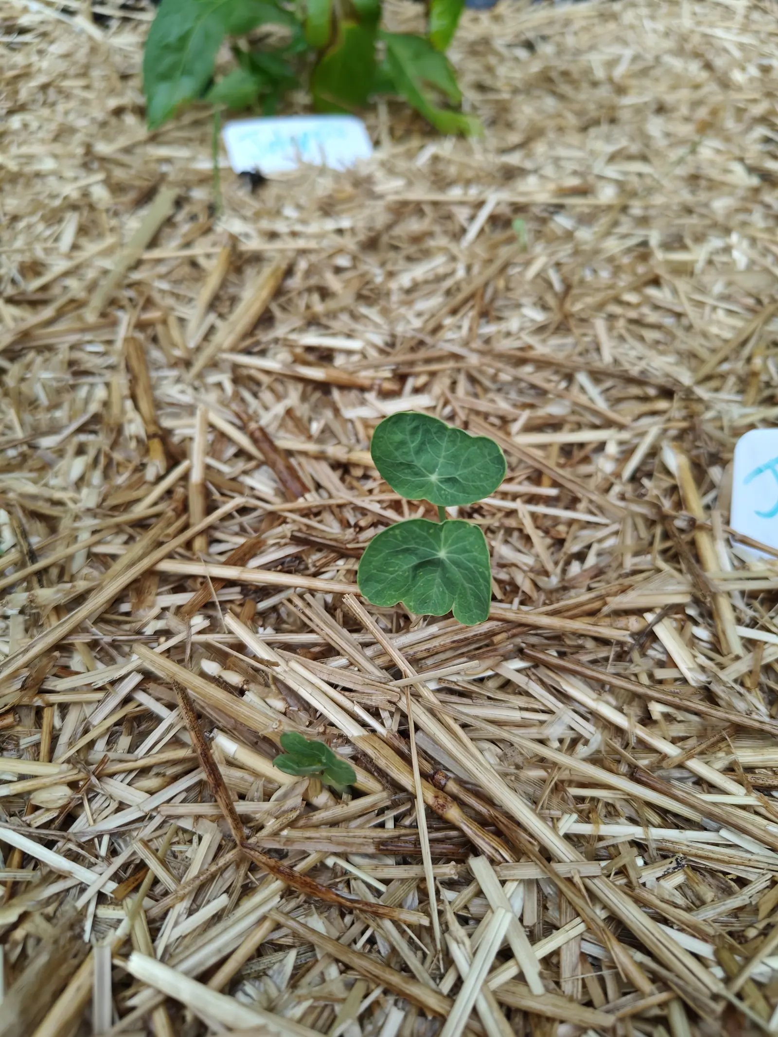 A tiny nasturtium seedling with two round shield-shaped leaves standing in thick pale straw mulch, a smaller seedling behind it and white plastic labels at the edge of the bed.