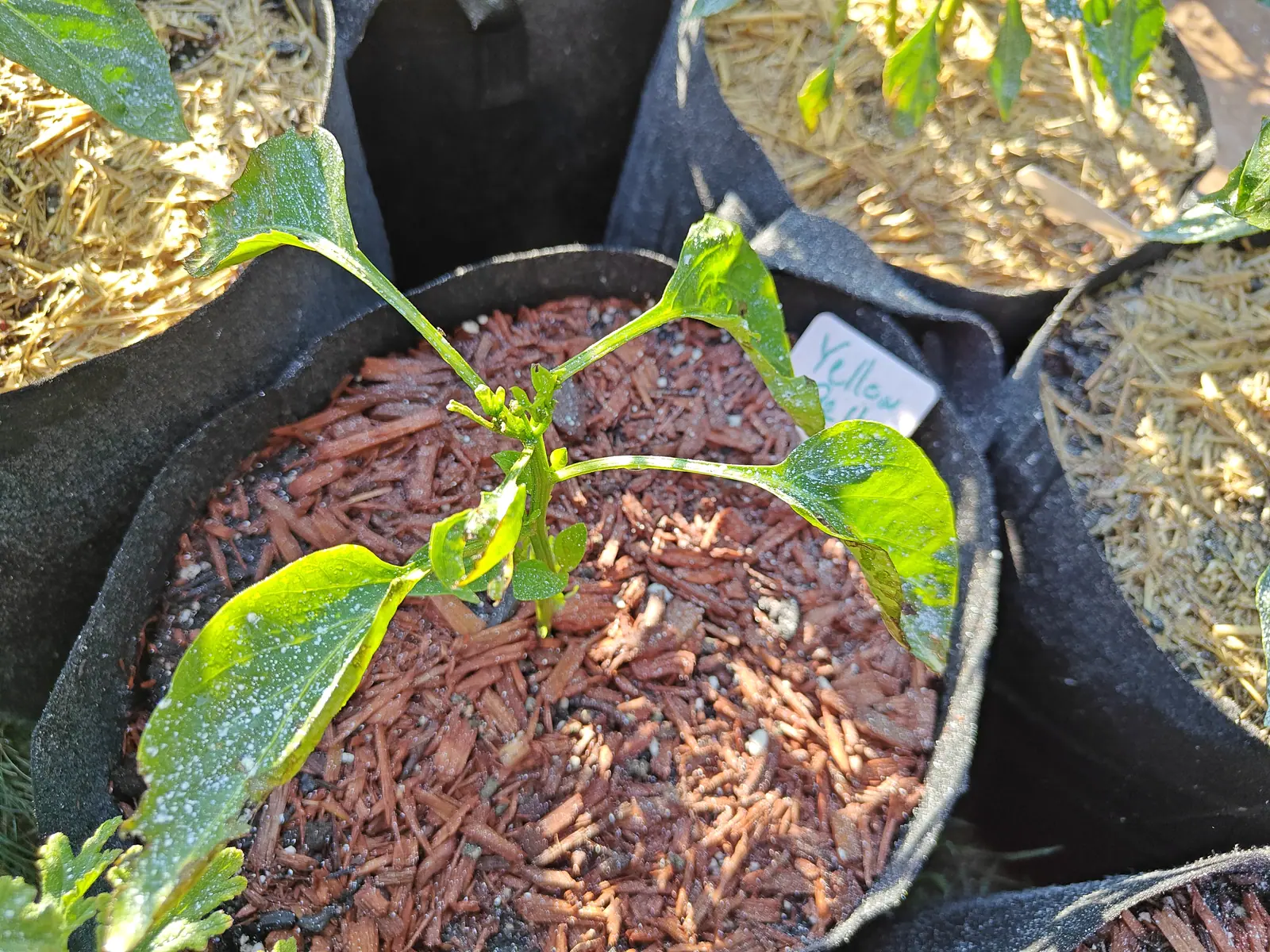 A young pepper plant with a few broad leaves in a black fabric grow bag of red-brown bark chips, a handwritten white label at its edge and straw-topped bags around it.
