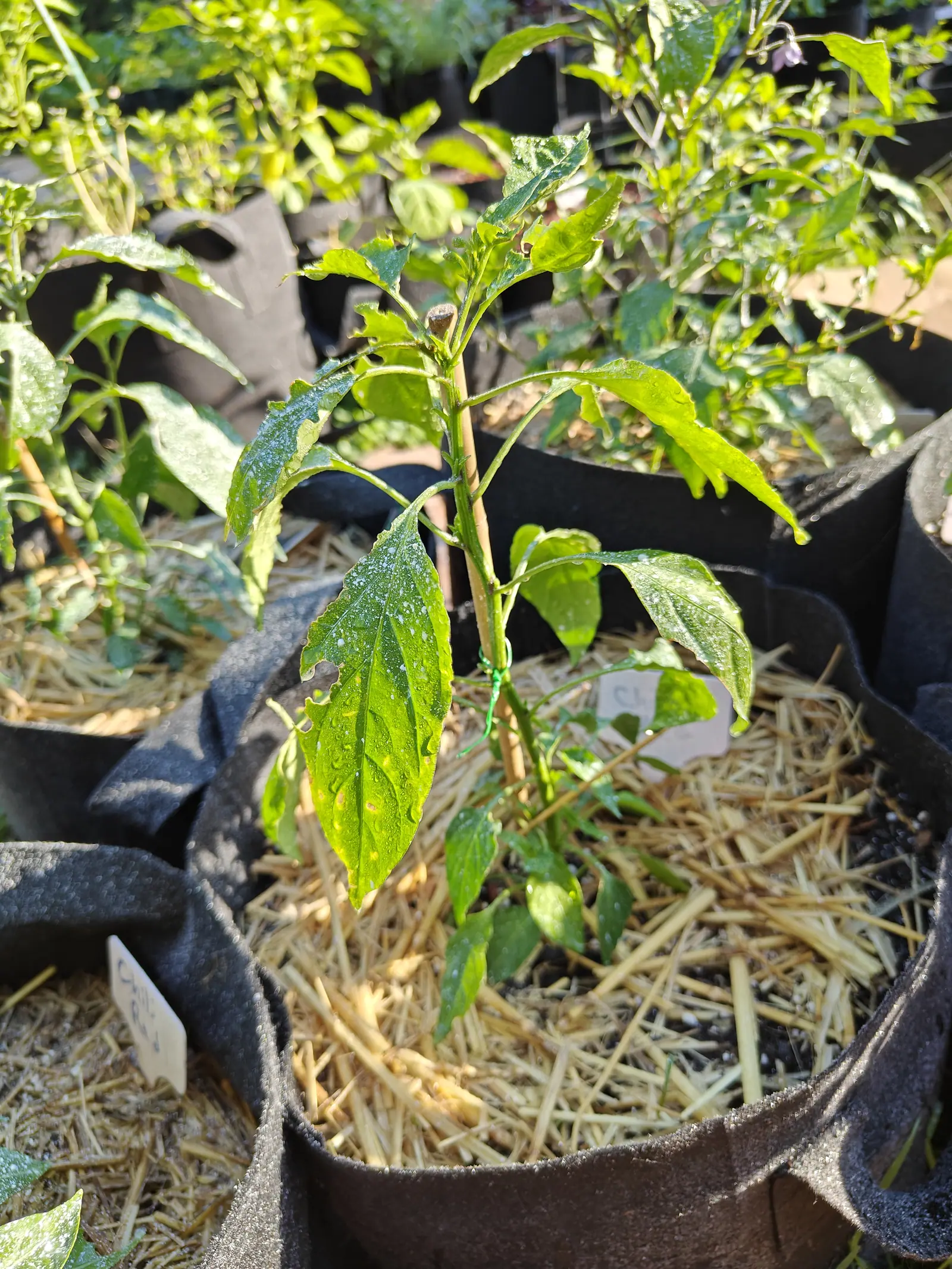 A pepper plant with dew-spotted leaves standing in a straw-mulched black fabric grow bag, a small white label pushed into the straw and more bags crowding behind.