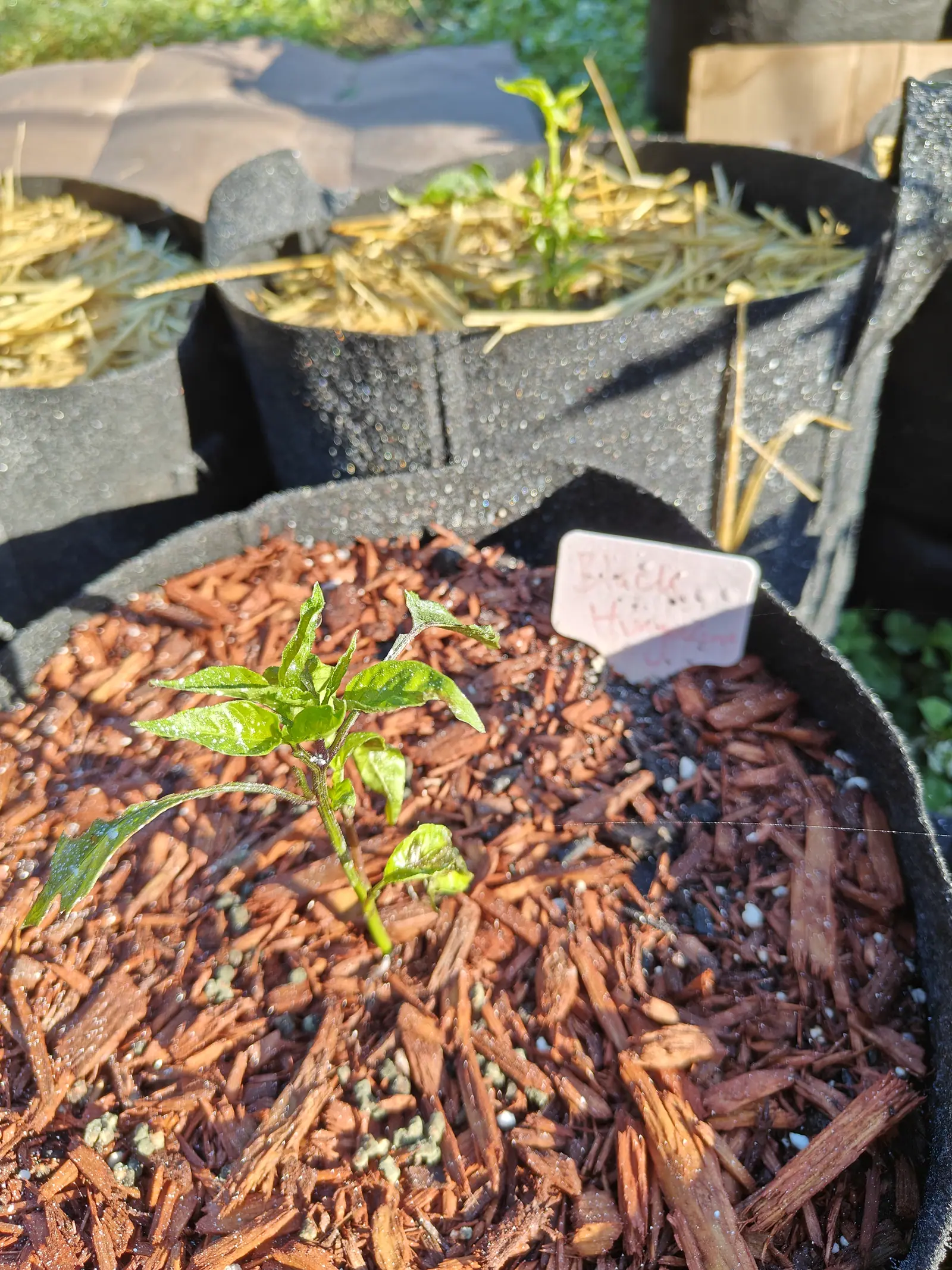 A small pepper seedling in a black fabric grow bag of red-brown bark chips scattered with pale fertiliser prills, a handwritten pink label beside it and straw-topped bags behind.