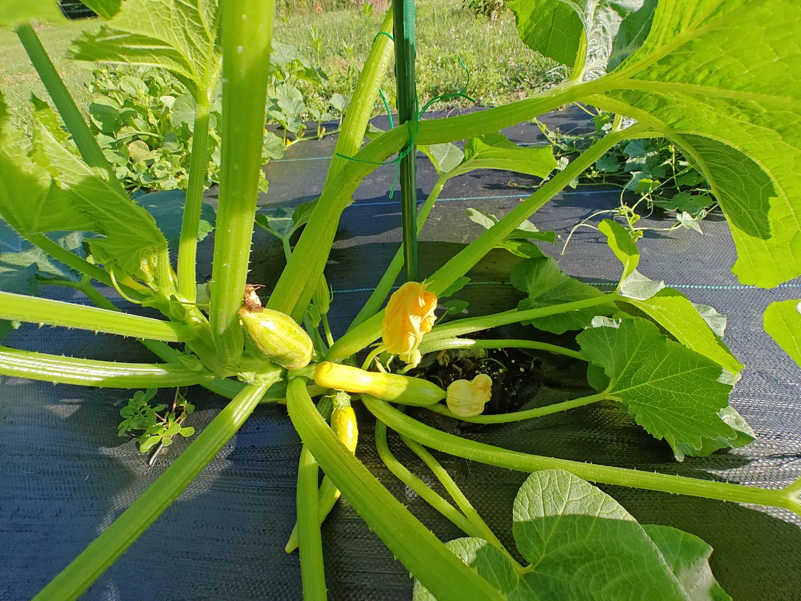 A summer squash plant seen from above, thick pale stems radiating from the crown with three slim yellow fruit and an open golden flower among them, on black woven ground fabric.