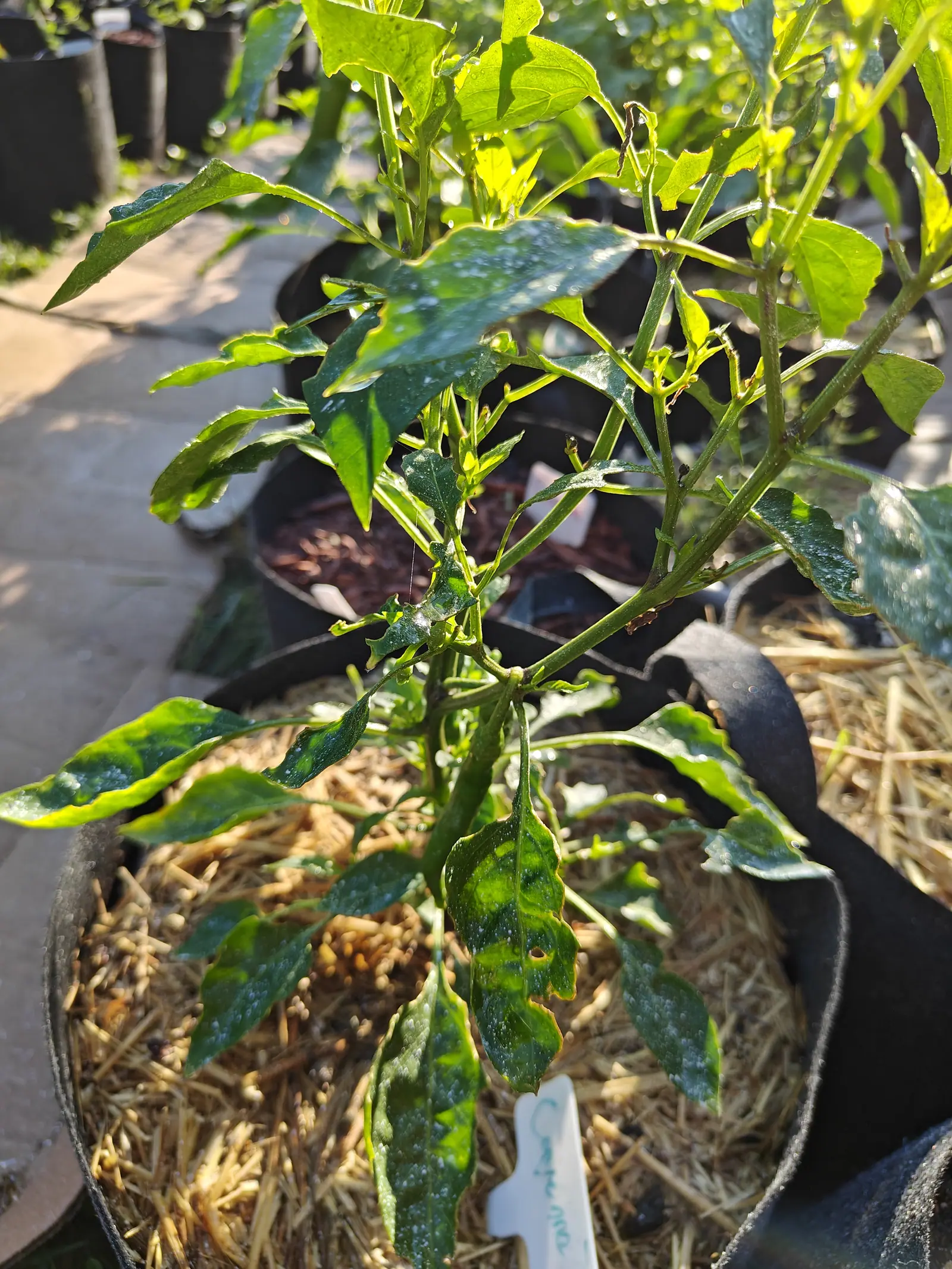 A pepper plant with dark mottled leaves in a straw-mulched black fabric grow bag, a handwritten white label tucked in at the front and a bark-filled bag behind on paving.