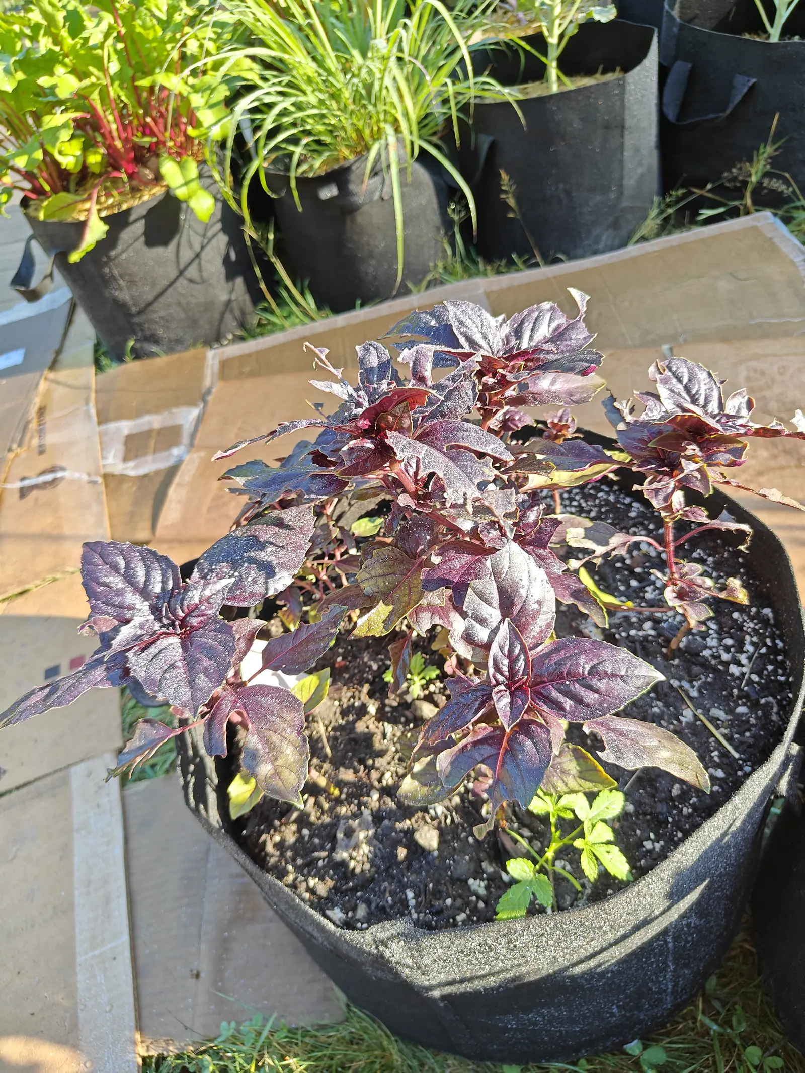 Dark purple basil filling a black fabric grow bag, its glossy leaves almost black in the sun above dark soil flecked with perlite, flattened cardboard and other pots behind.
