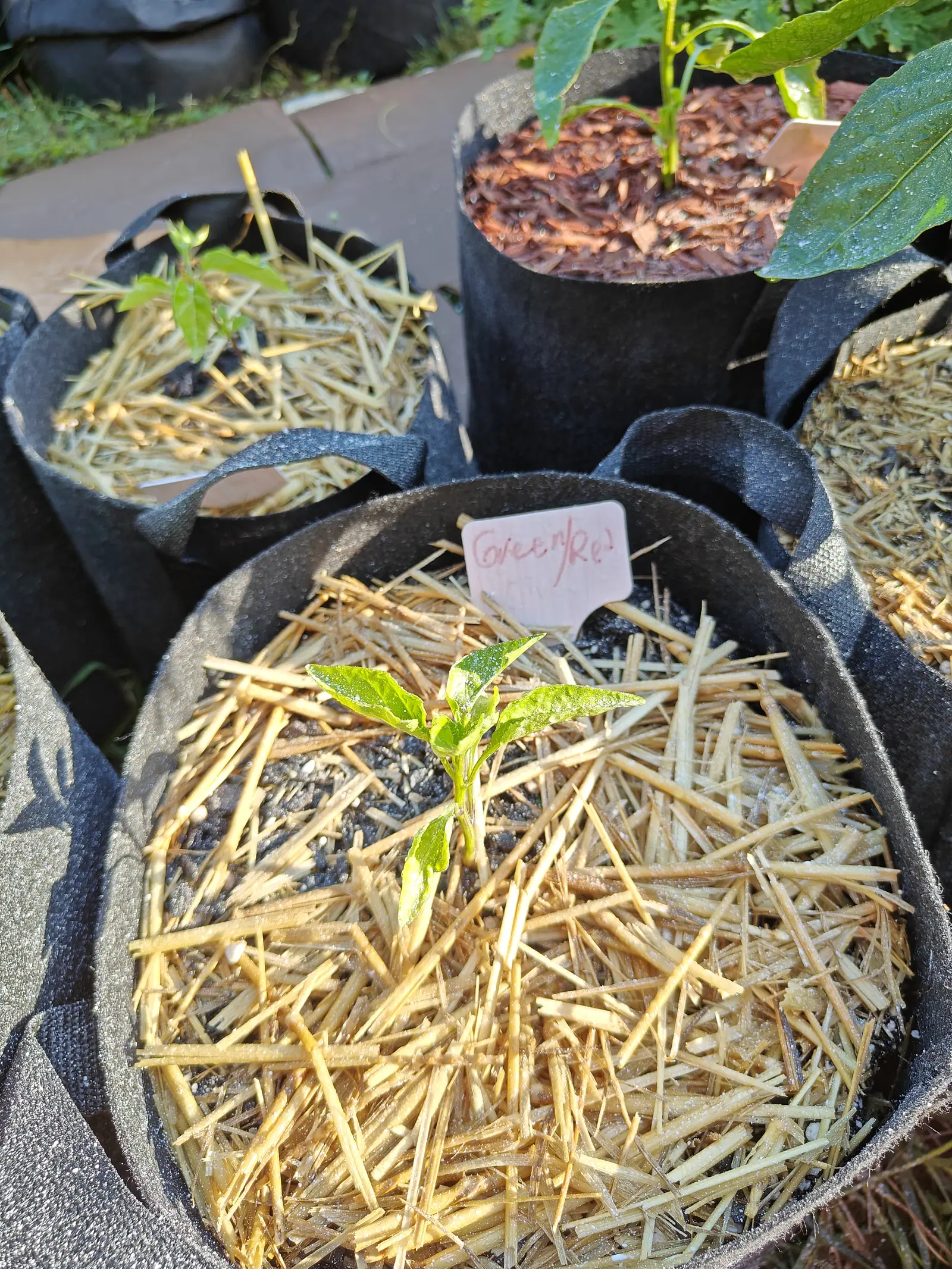 A single small pepper seedling in the middle of a wide black fabric grow bag heaped with straw, a handwritten pink label beside it and more mulched bags stepping away behind.