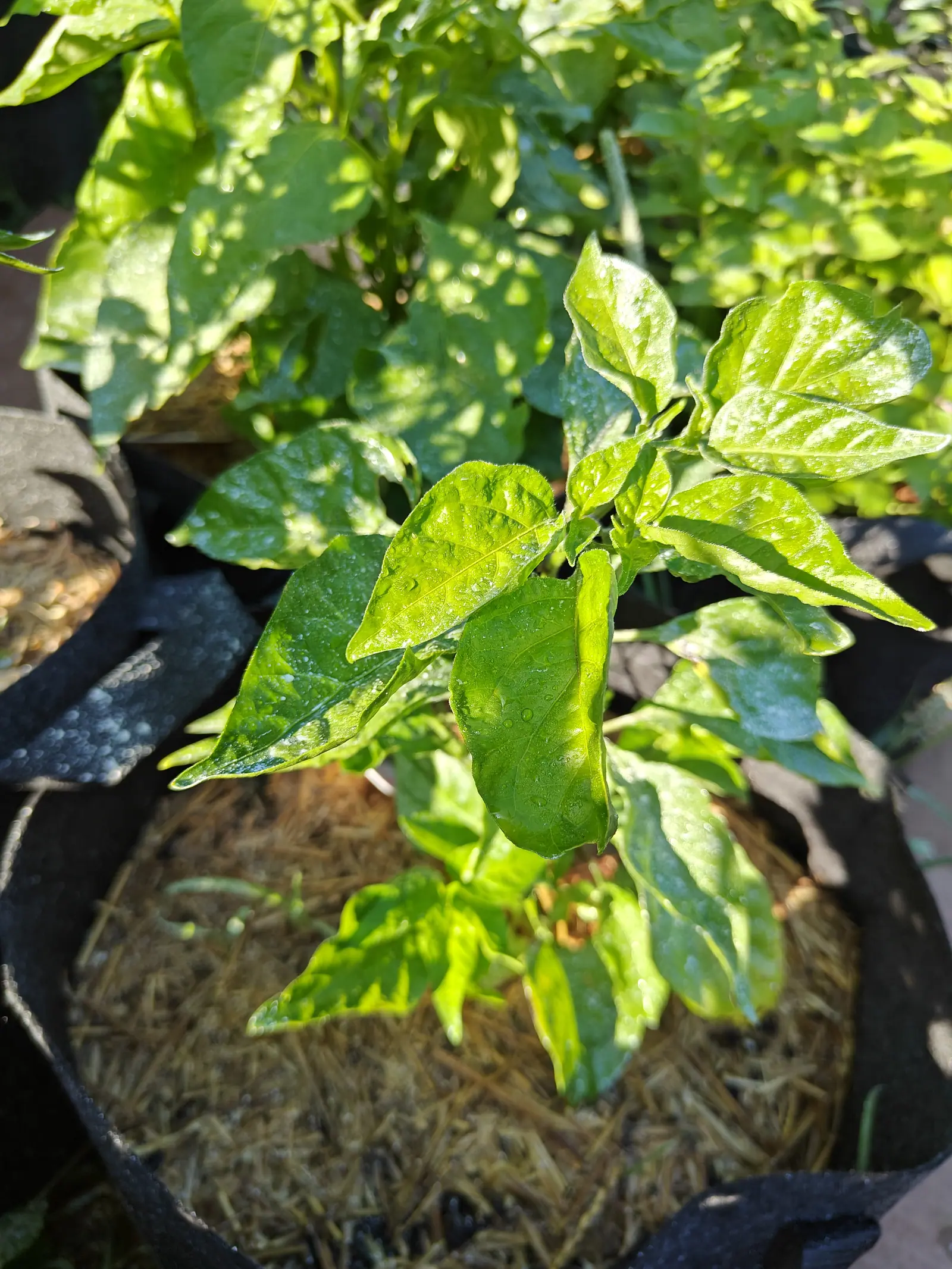 Glossy pepper leaves catching low sun above the straw mulch of a black fabric grow bag, drops of dew along the upper leaves and more bags in shadow behind.
