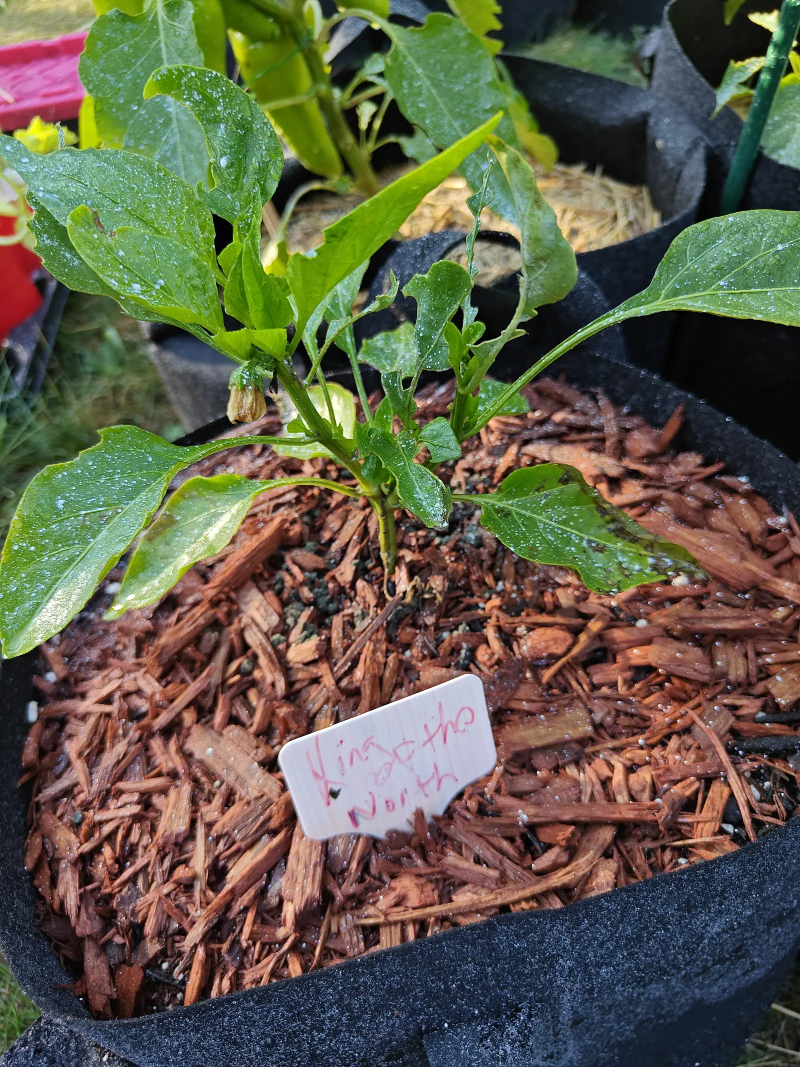 A young pepper plant in a black fabric grow bag of red-brown bark chips, a pale bud opening at its centre and a handwritten label in the mulch.