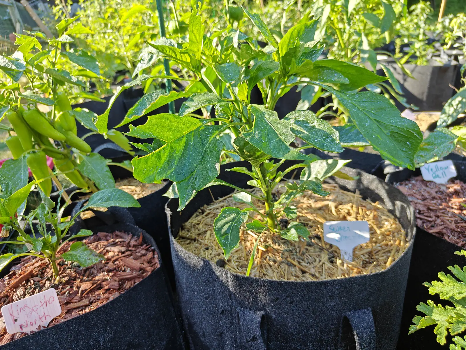 A pepper plant standing in a black fabric grow bag topped with pale dried grass, a small white label at its foot and neighbouring bags of red-brown bark to either side.